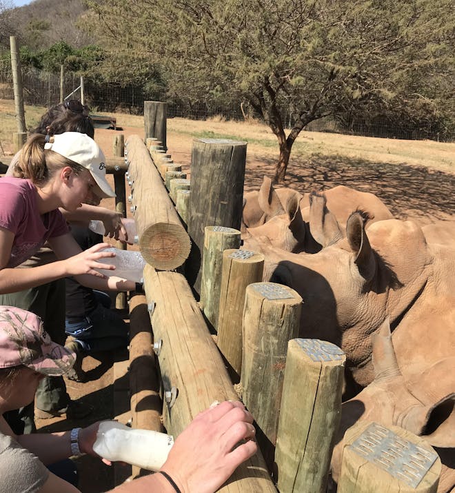 Nina Kubicek: bottle feeding baby rhinos