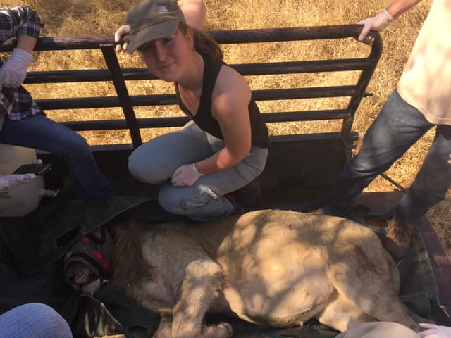 Keavy Garland: posing with a sedated lioness