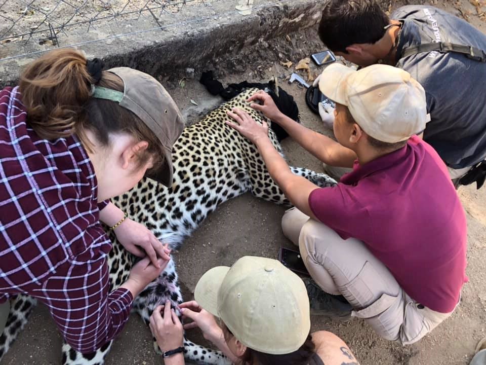 Keavy Garland: veterinary work on a sedated cheetah