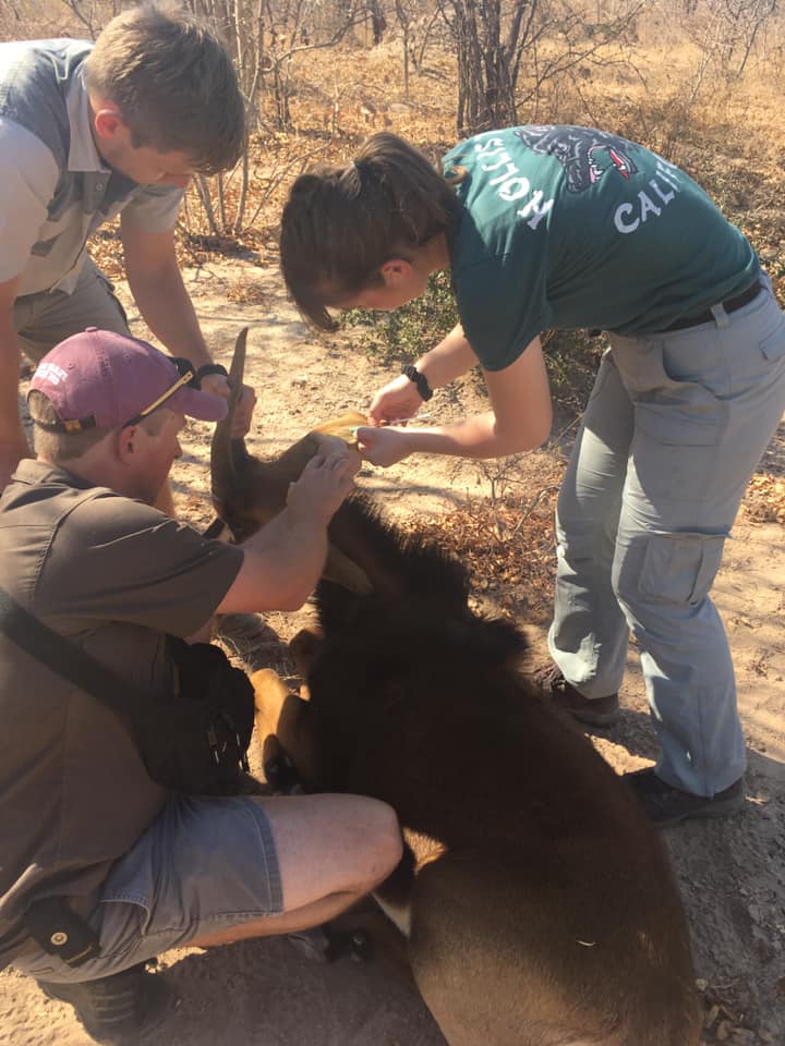 Keavy Garland: veterinary work in the field