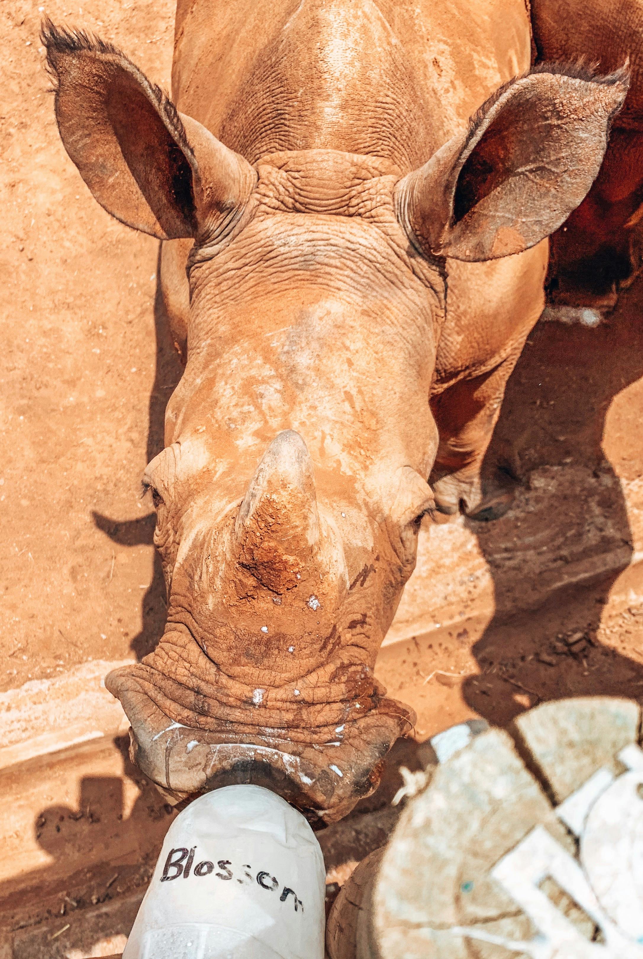 Sarah Smallwood: bottle feeding a rhino