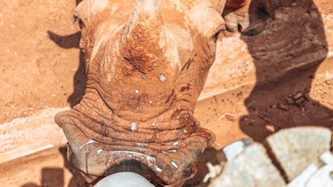 Sarah Smallwood: bottle feeding a rhino