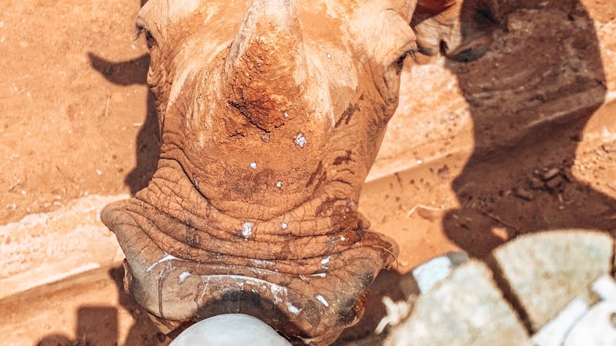 Sarah Smallwood: bottle feeding a rhino