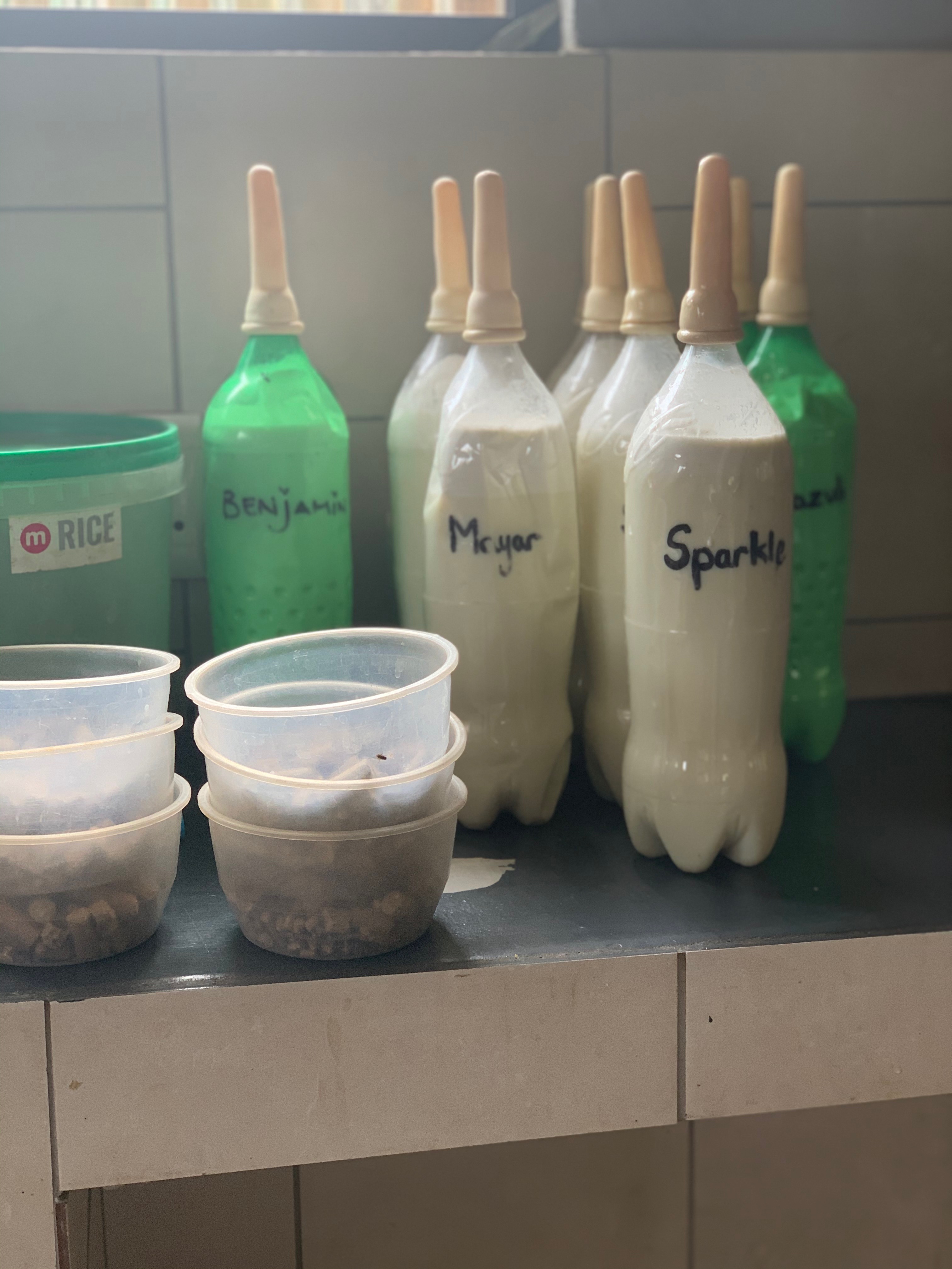 Sarah Smallwood: milk for the baby rhinos