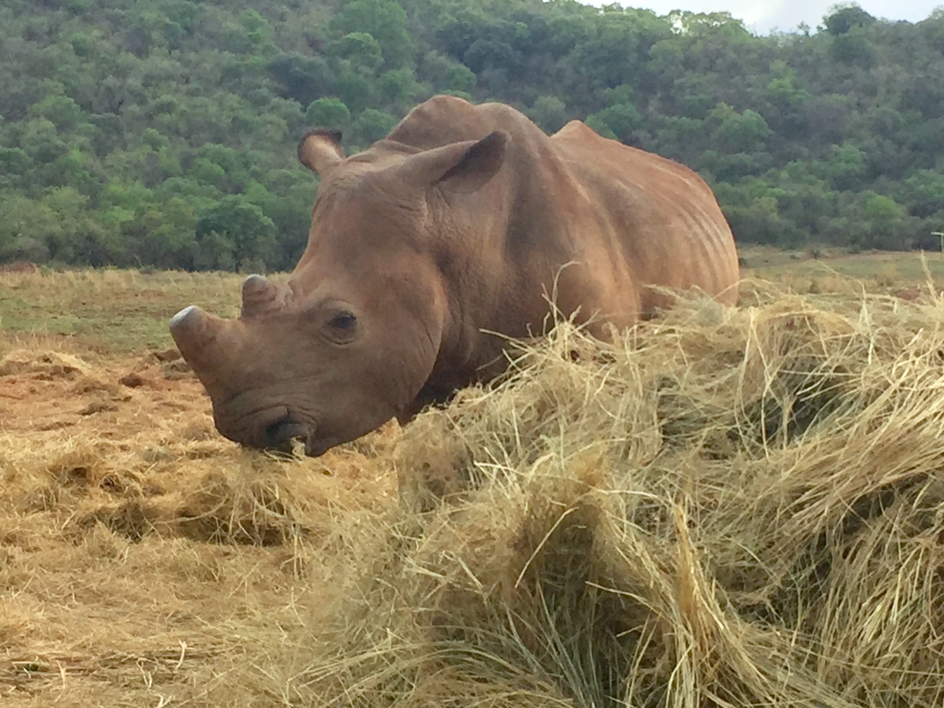 Sarah Smallwood: adult rhino