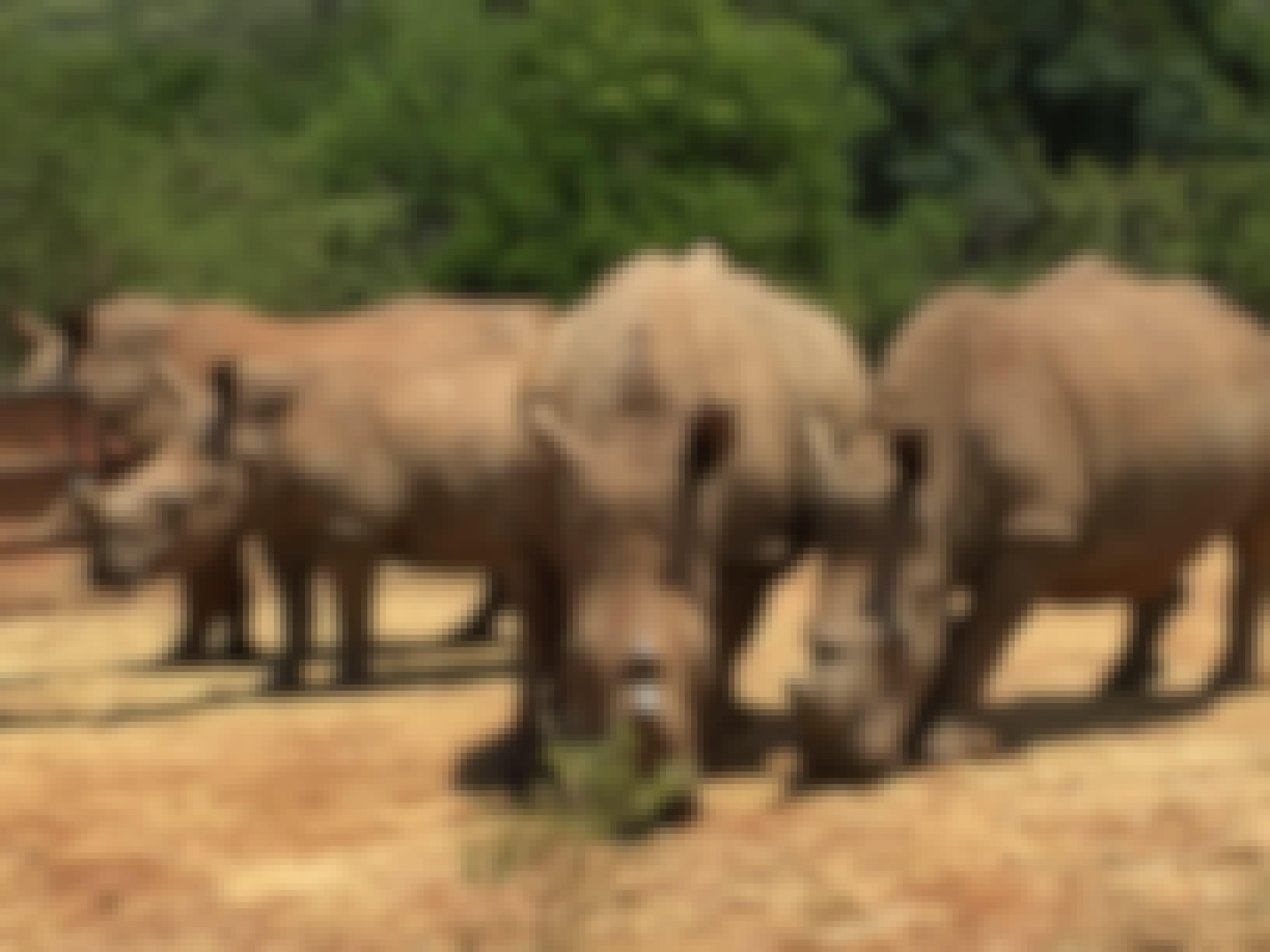 Sarah Smallwood: rhinos