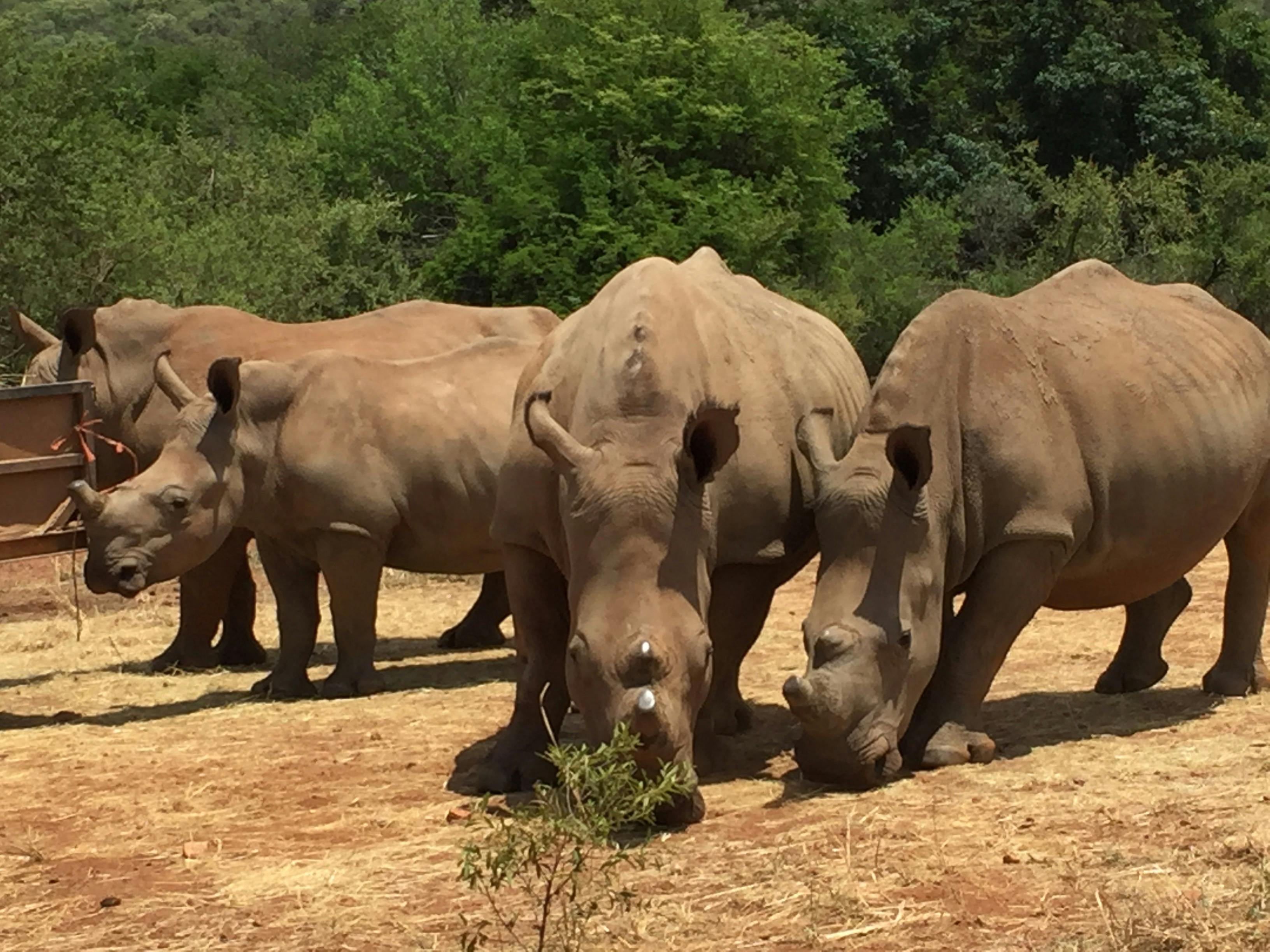 Sarah Smallwood: rhinos