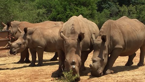 Sarah Smallwood: rhinos