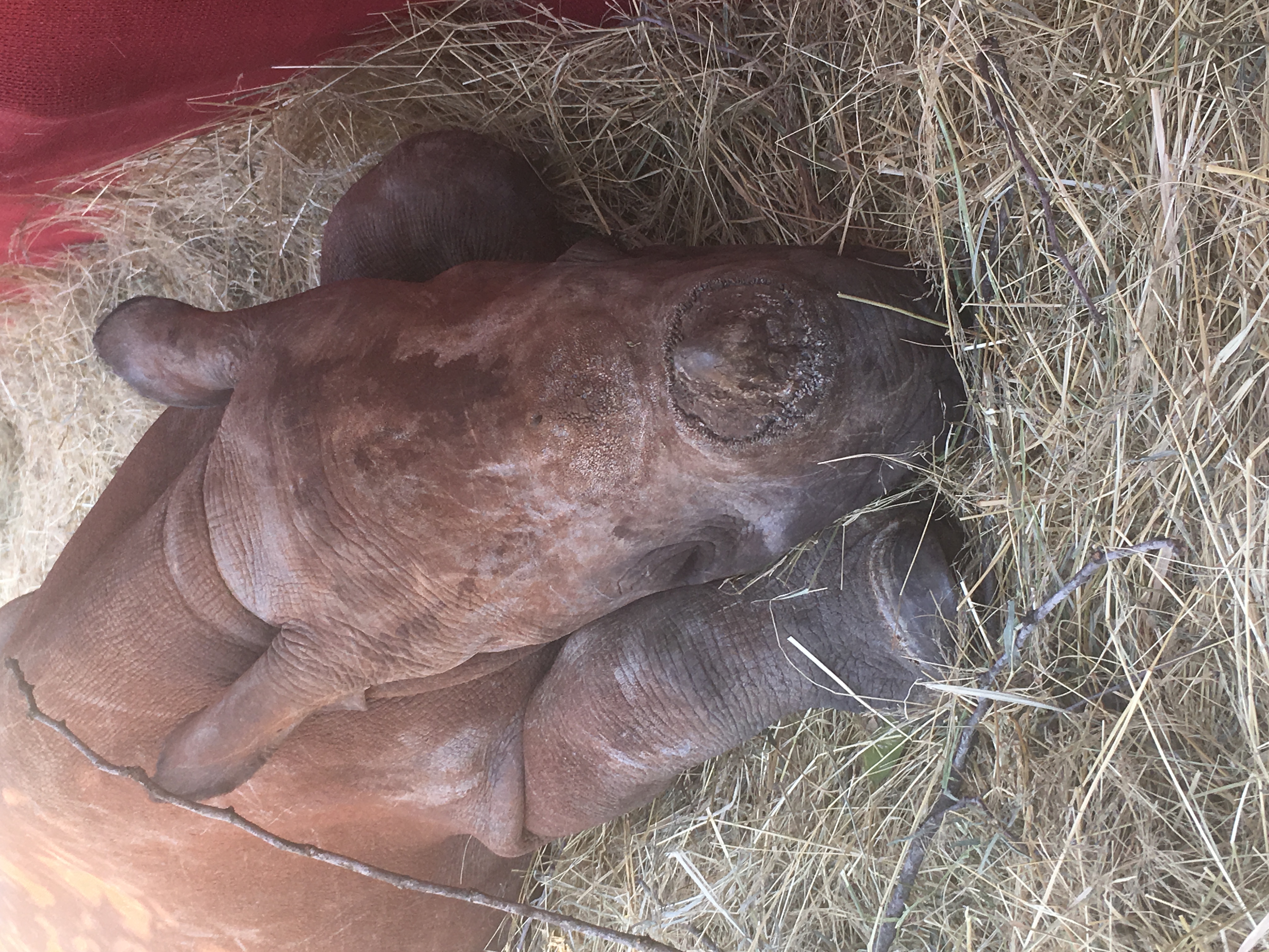 Tanya Stapleton: close-up of a baby rhino