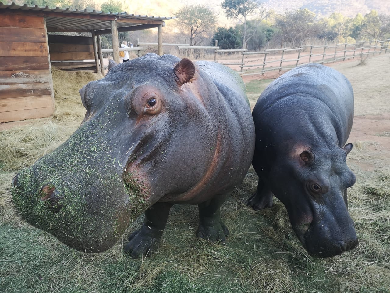 Tanya Stapleton: two hippos
