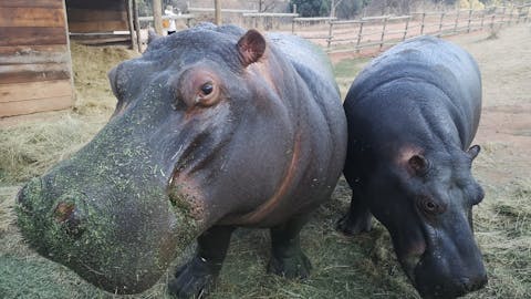 Tanya Stapleton: two hippos