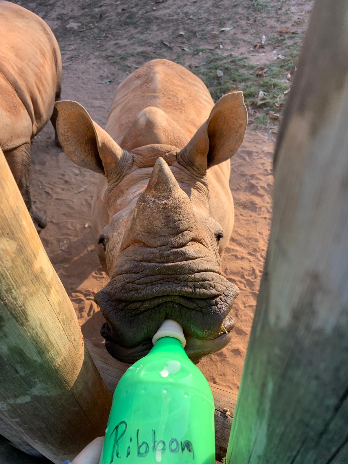 Tanya Stapleton: bottle feeding a baby rhino