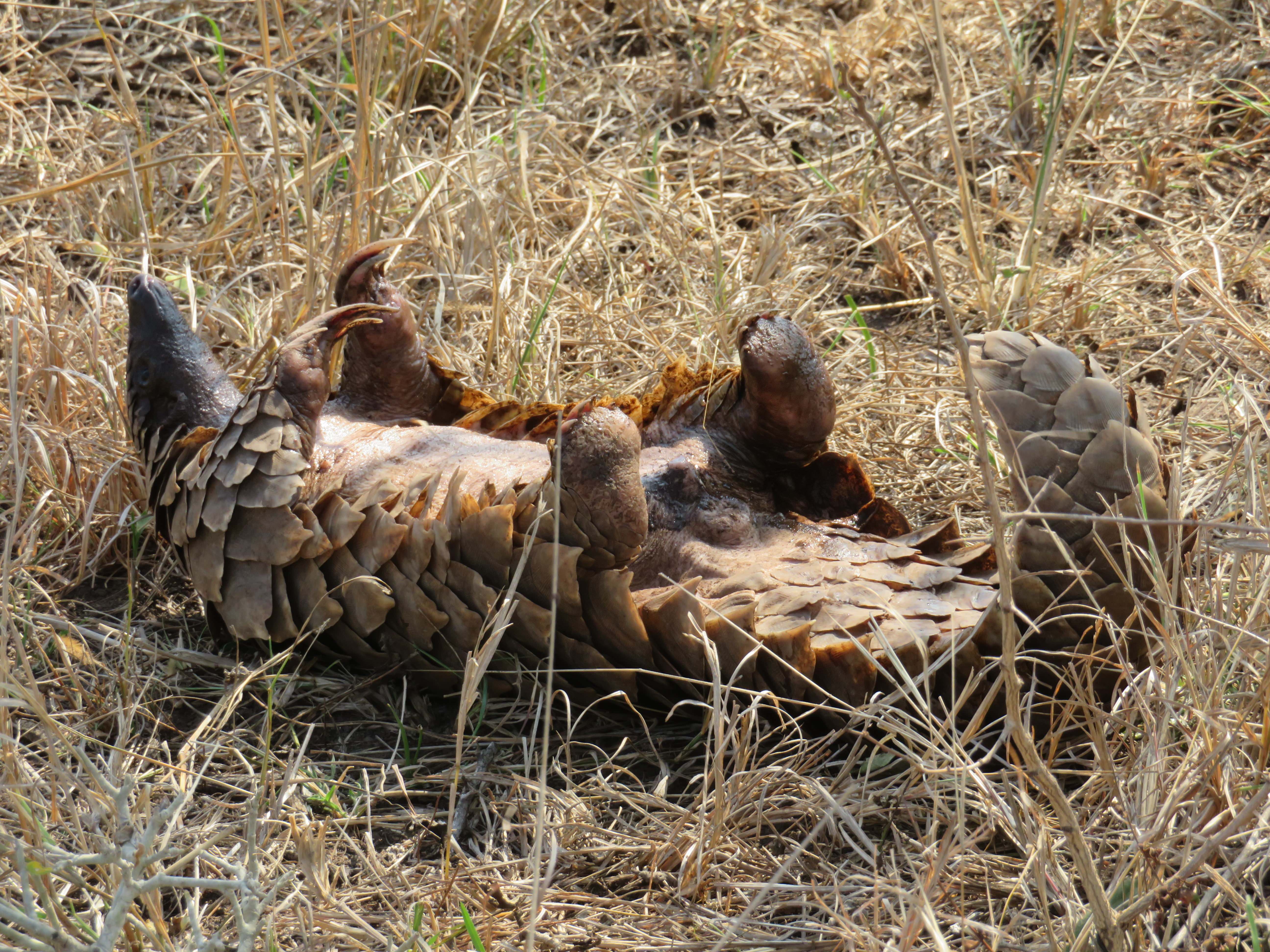 Rebecca Bower: close-up of a pangolin