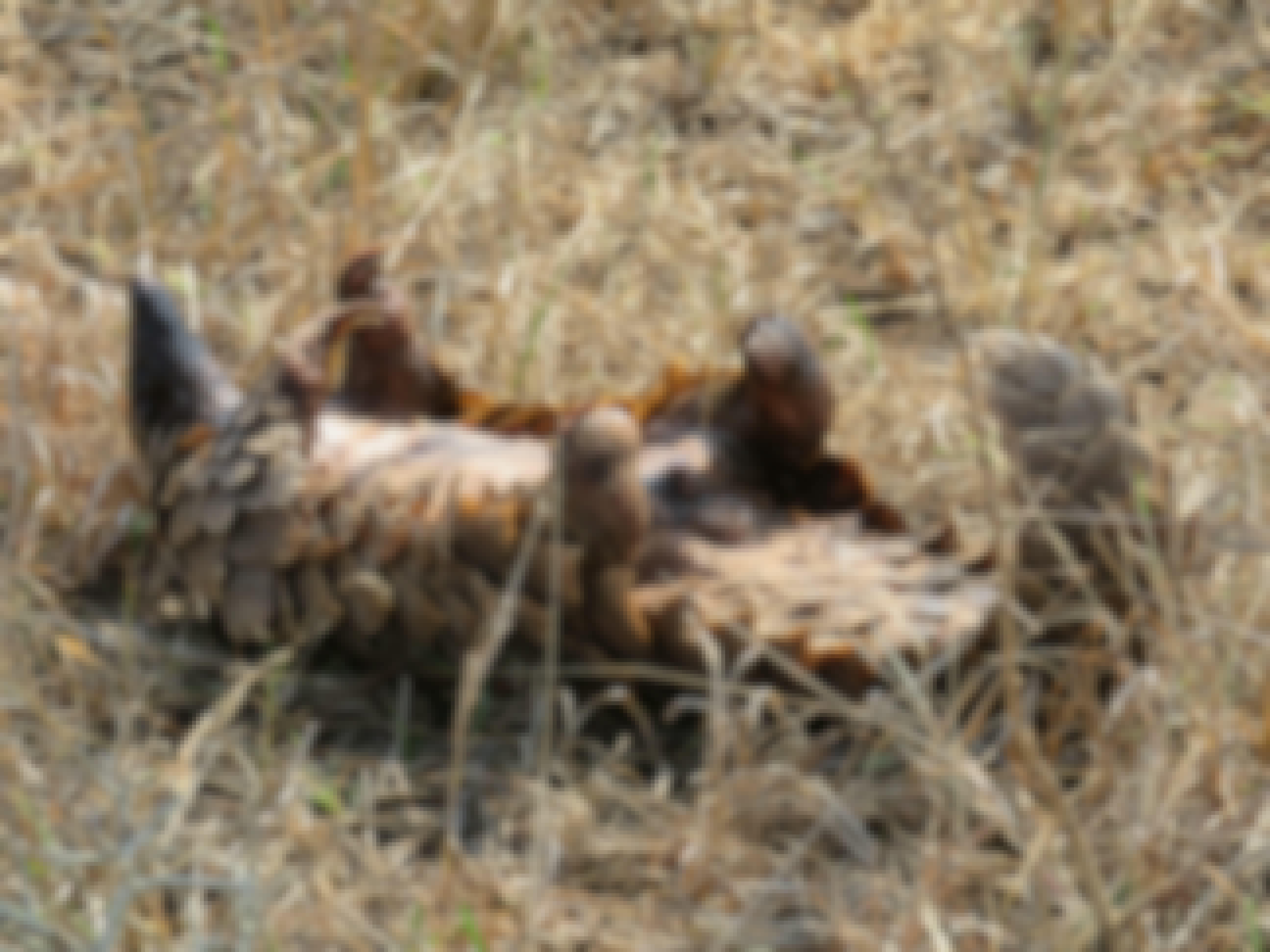 Rebecca Bower: close-up of a pangolin