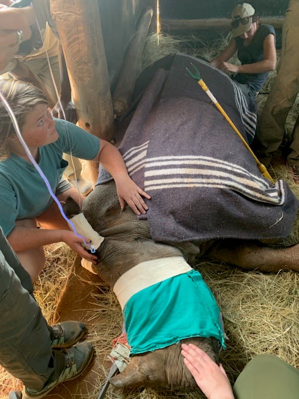 Lillie Homberg: veterinary work on a sedated rhino