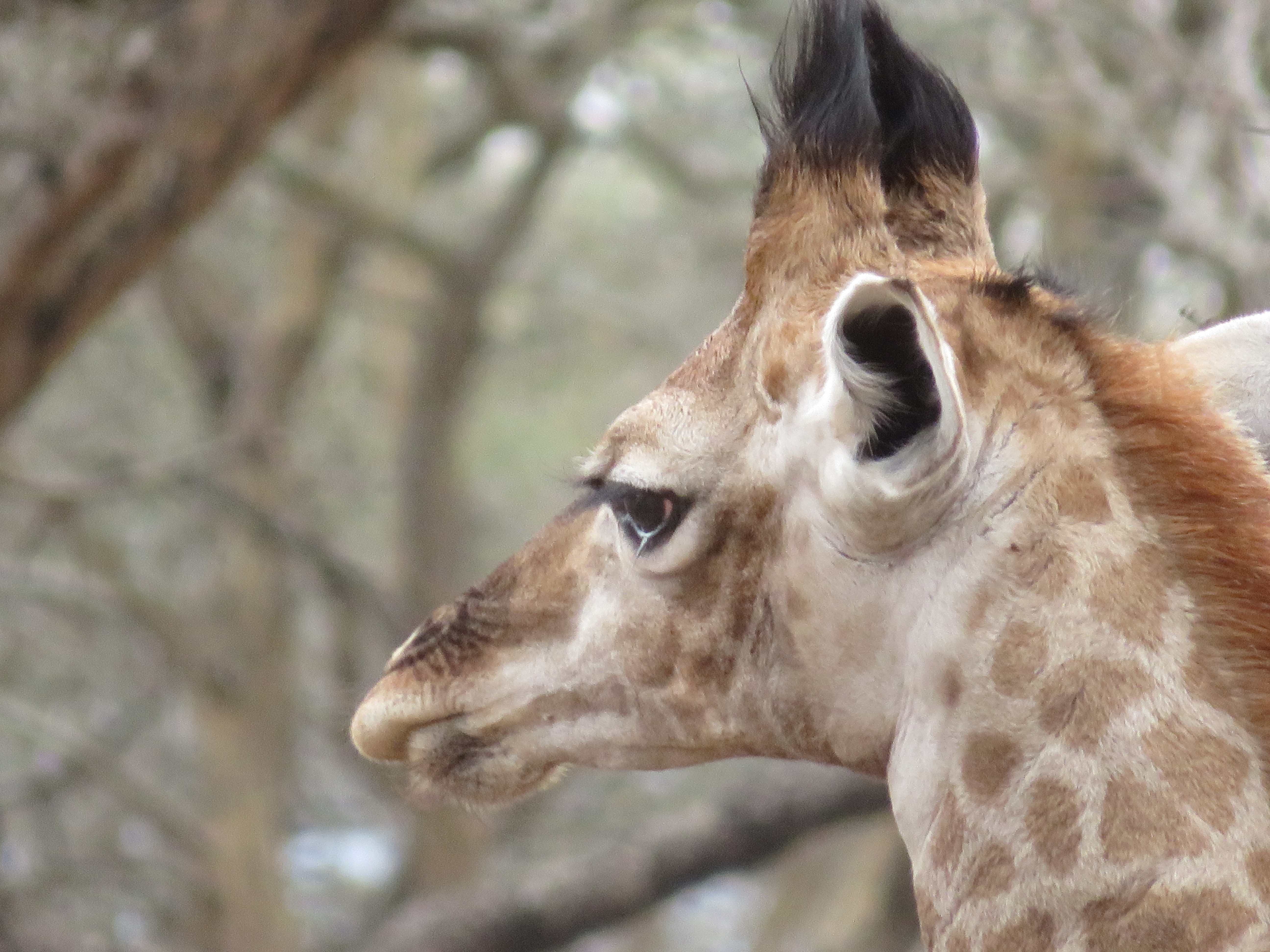 Rebecca Bower: close-up of a giraffe