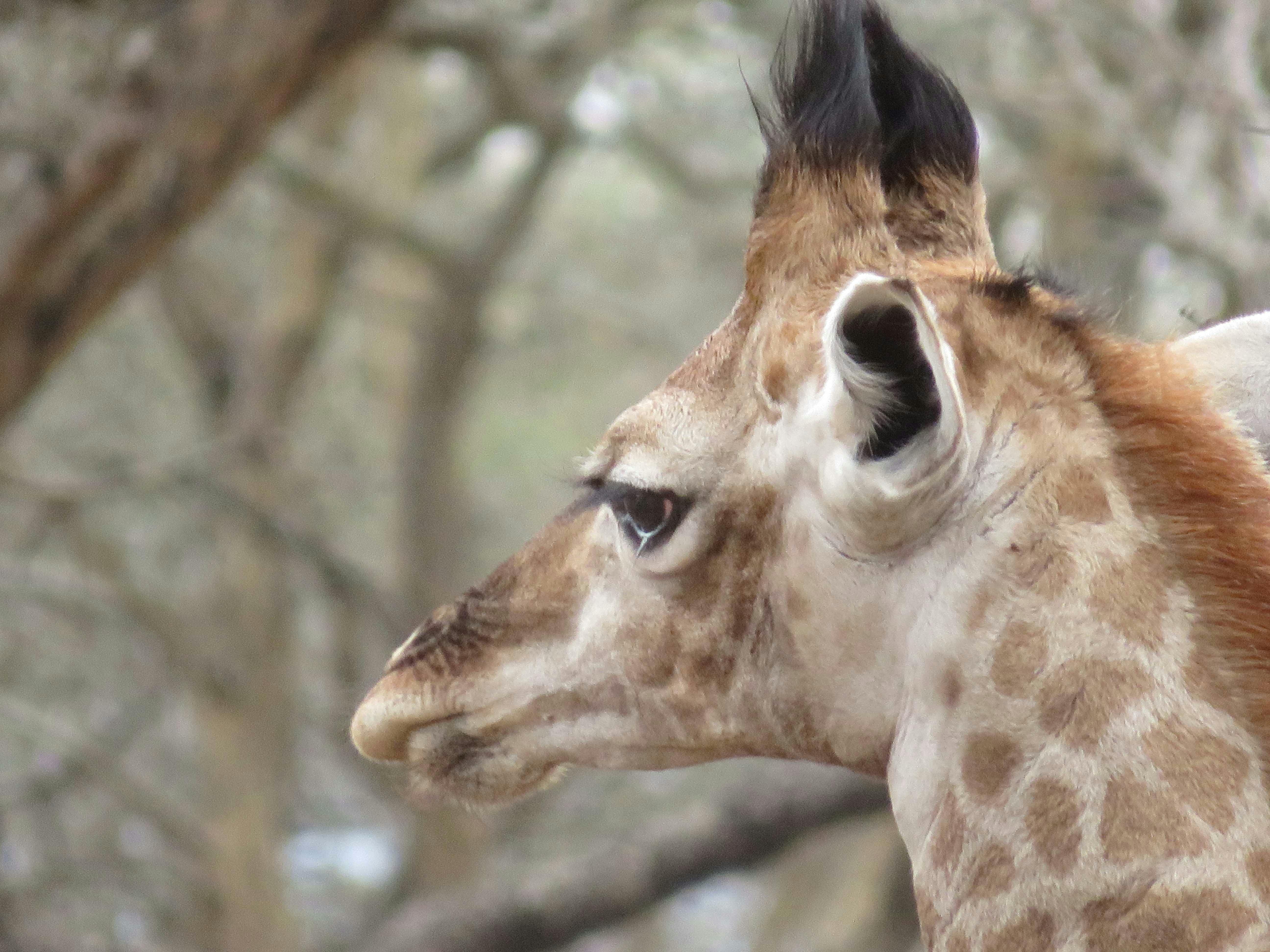 Rebecca Bower: close-up of a giraffe