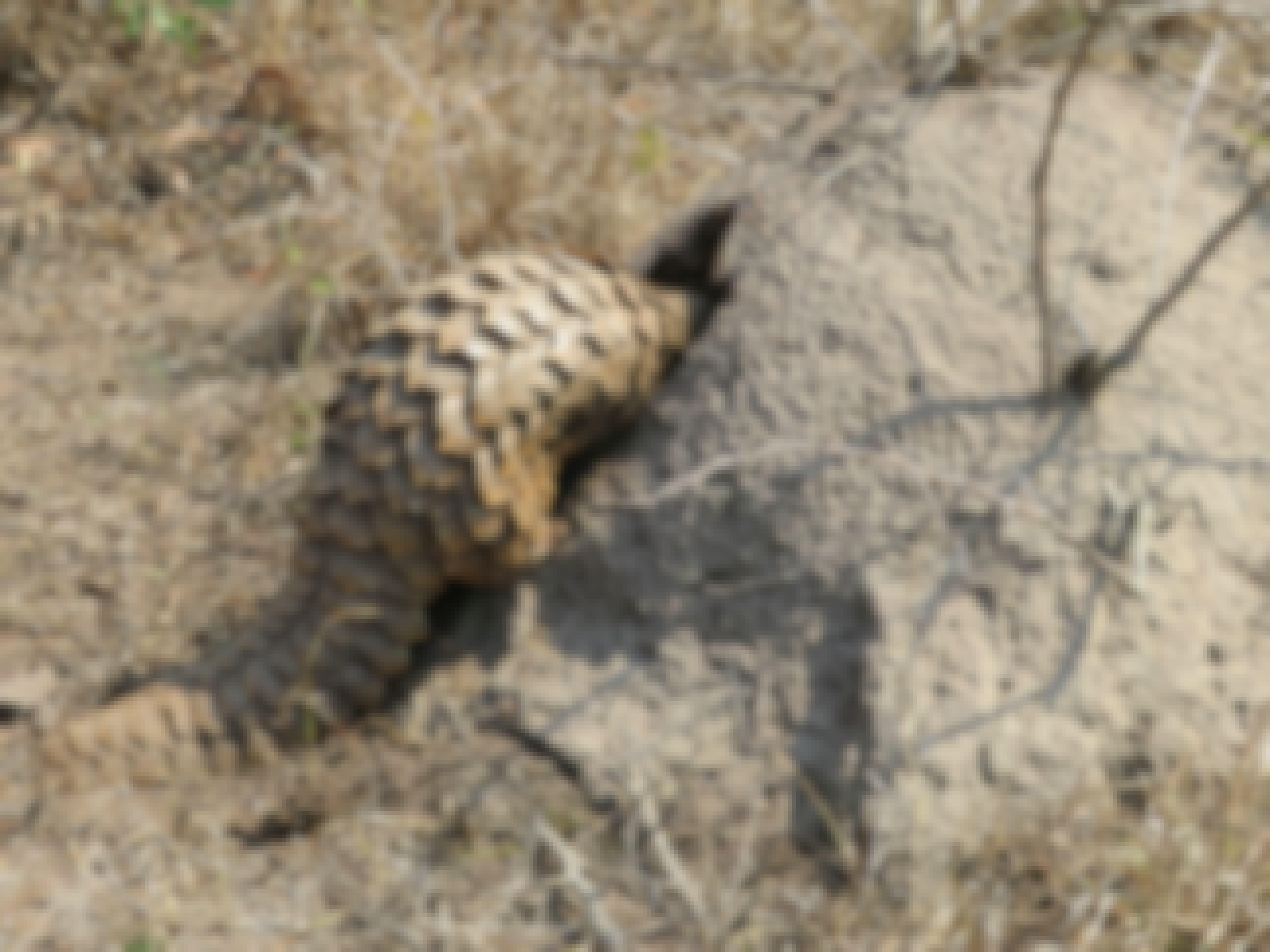 Rebecca Bower: close-up of a pangolin