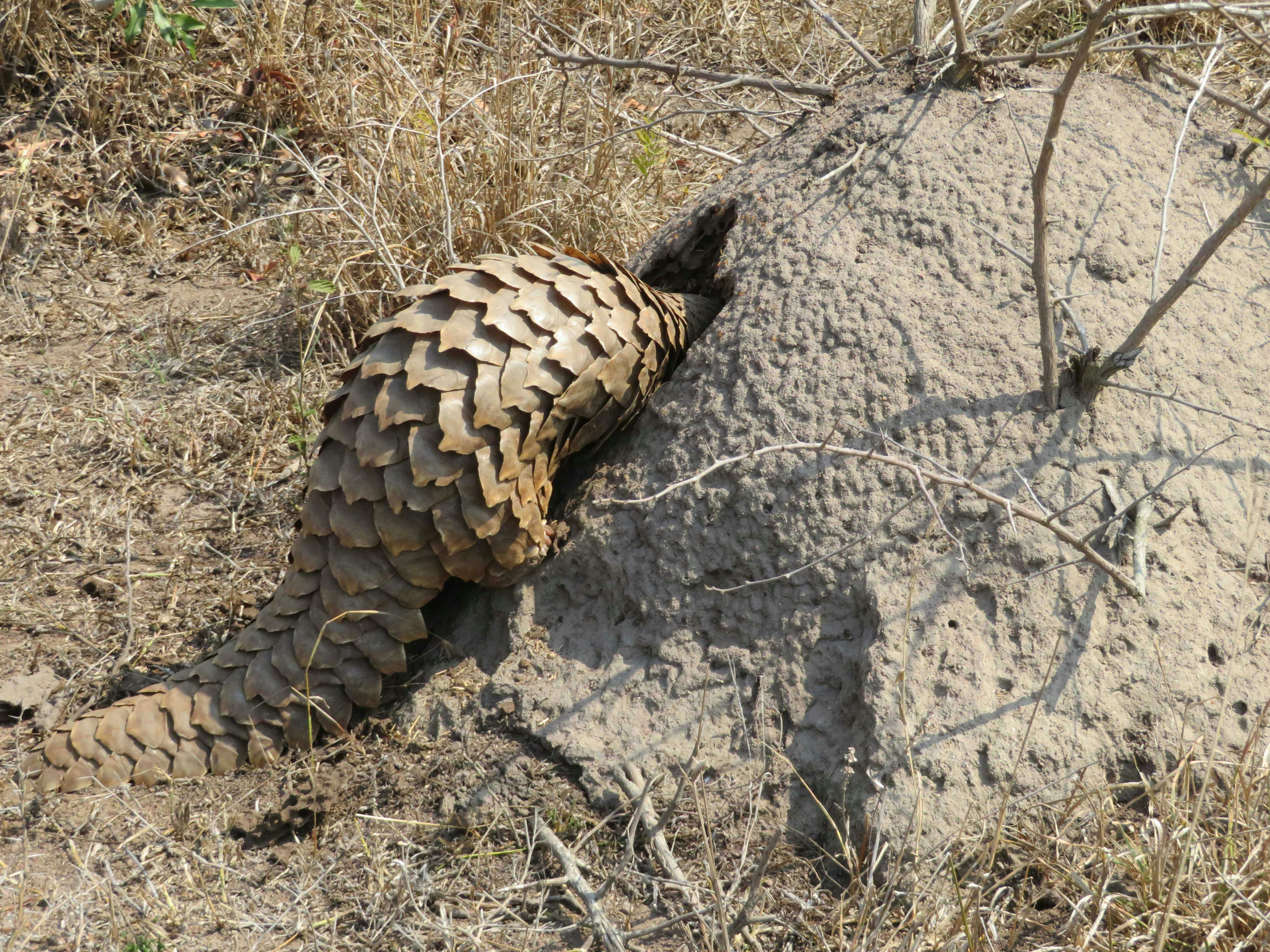 Rebecca Bower: close-up of a pangolin