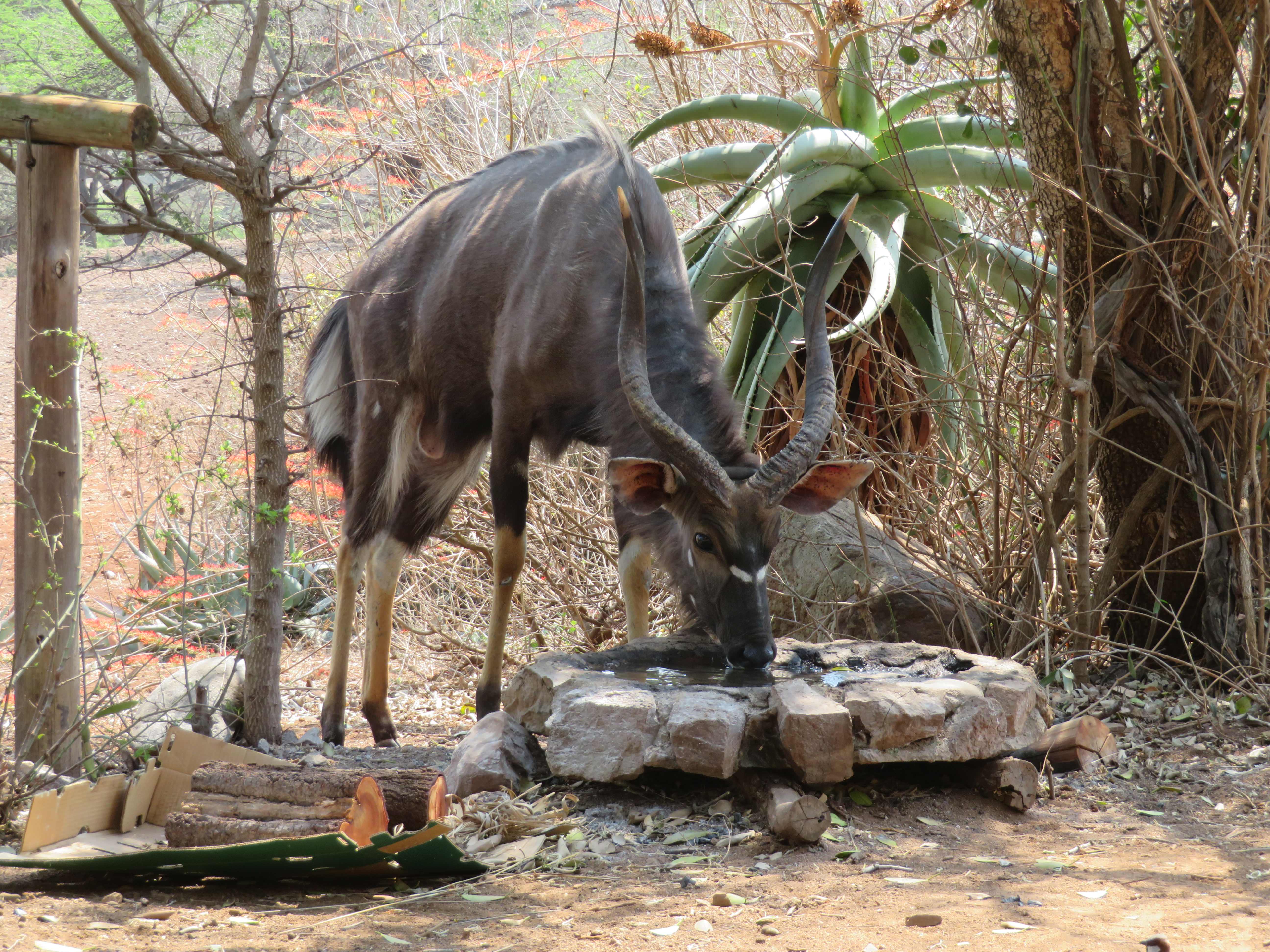 Rebecca Bower: close-up of an antelope