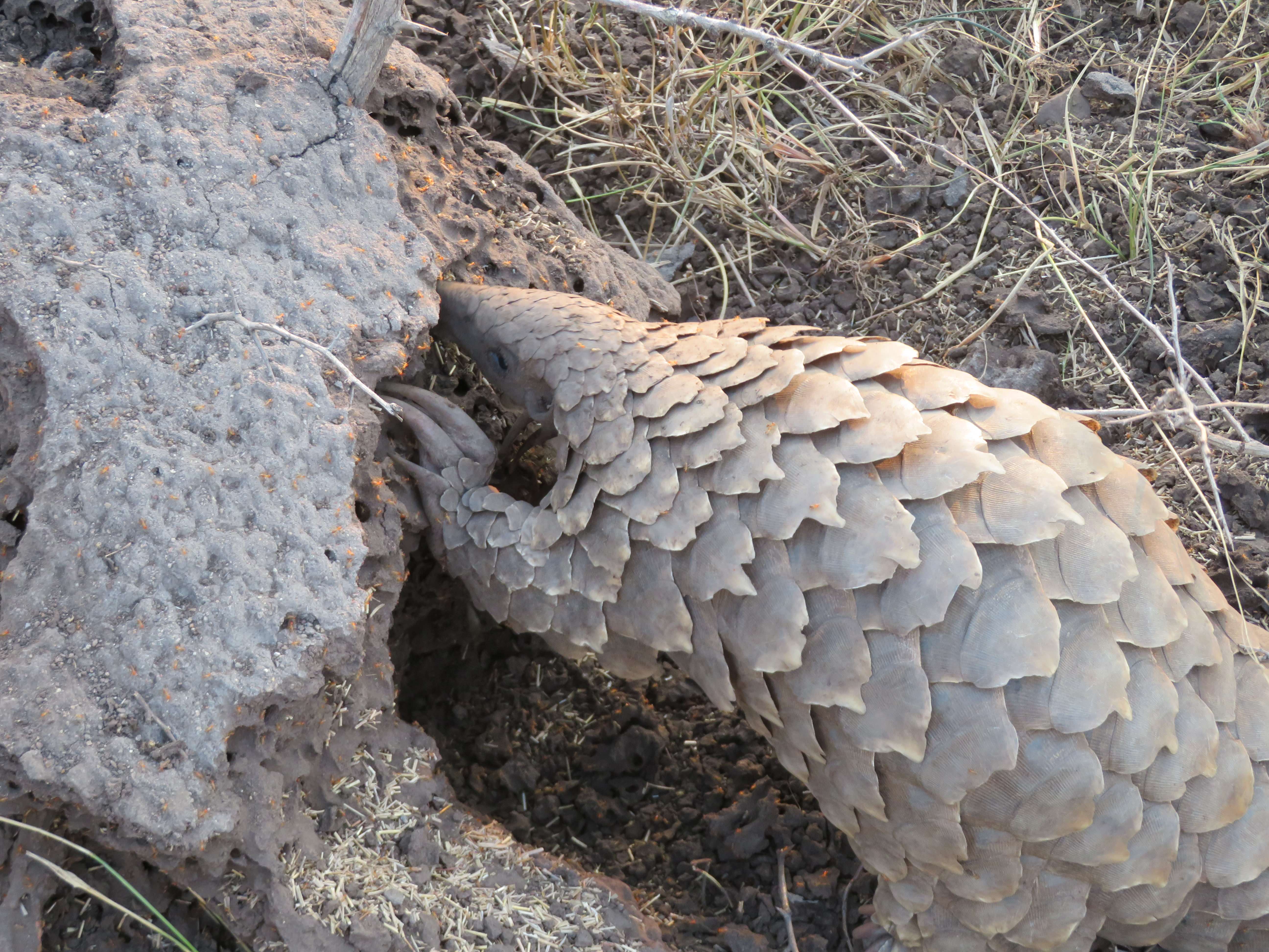 Rebecca Bower: close-up of a pangolin