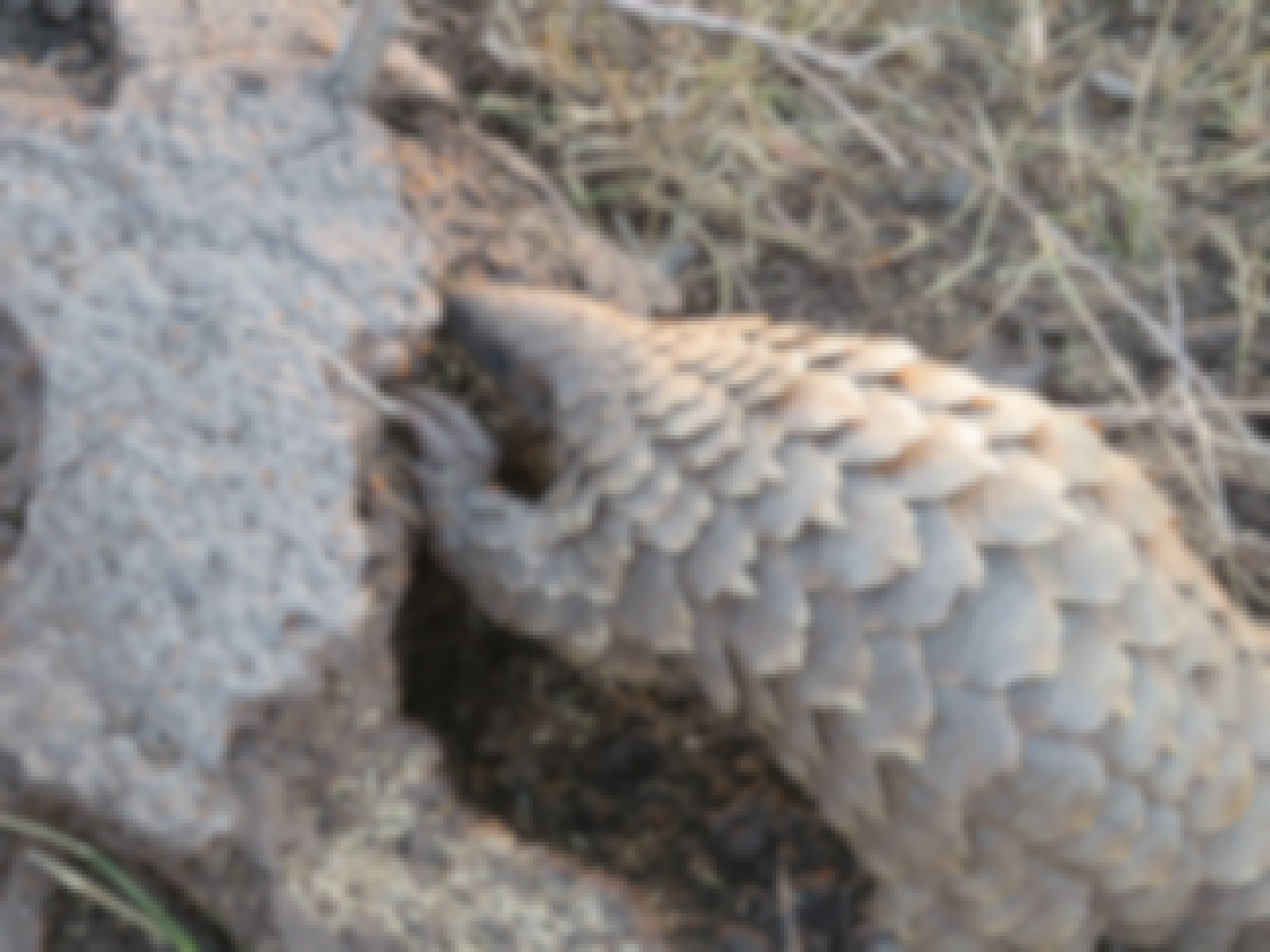 Rebecca Bower: close-up of a pangolin
