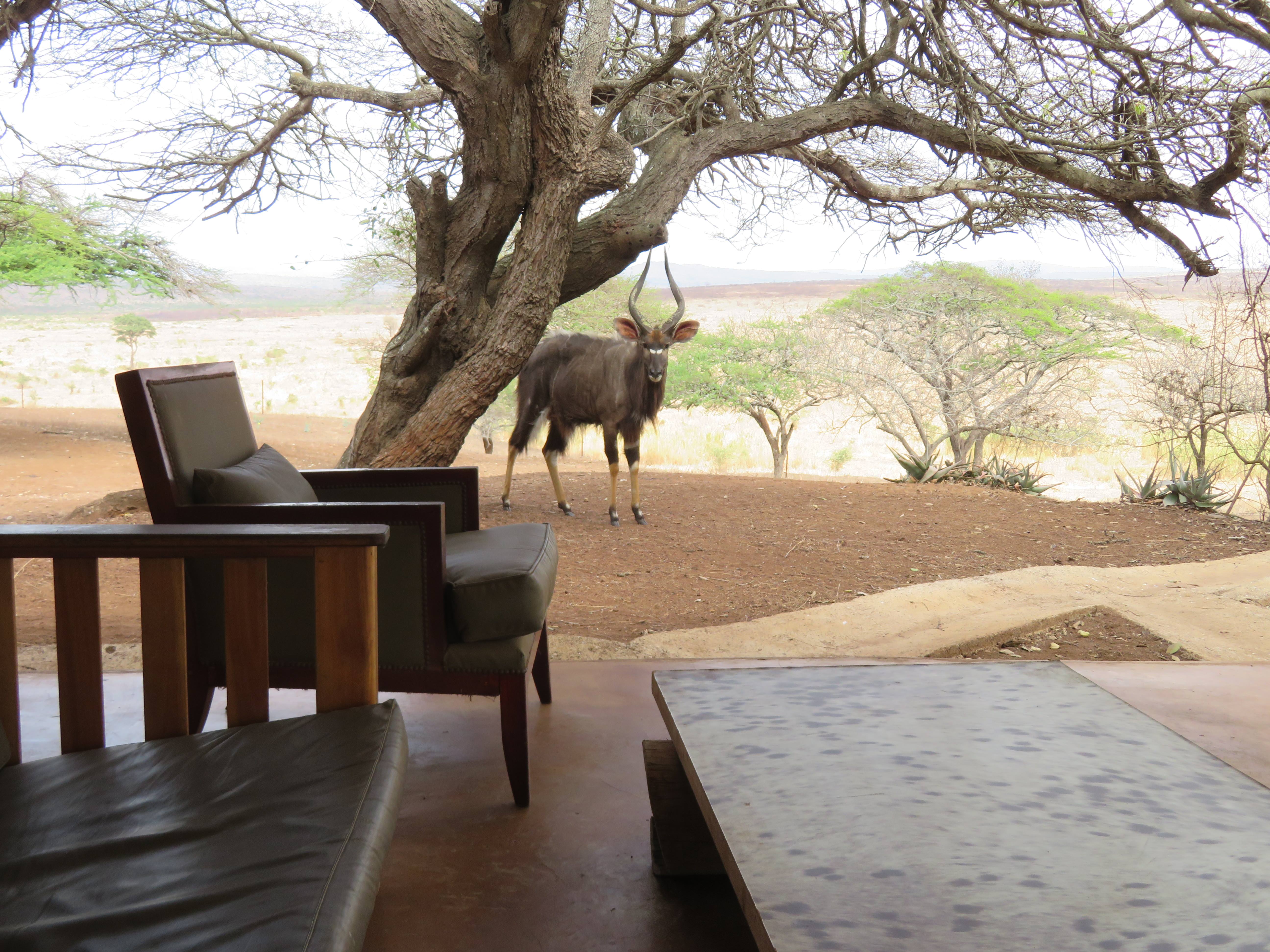 Rebecca Bower: antelope near the camp