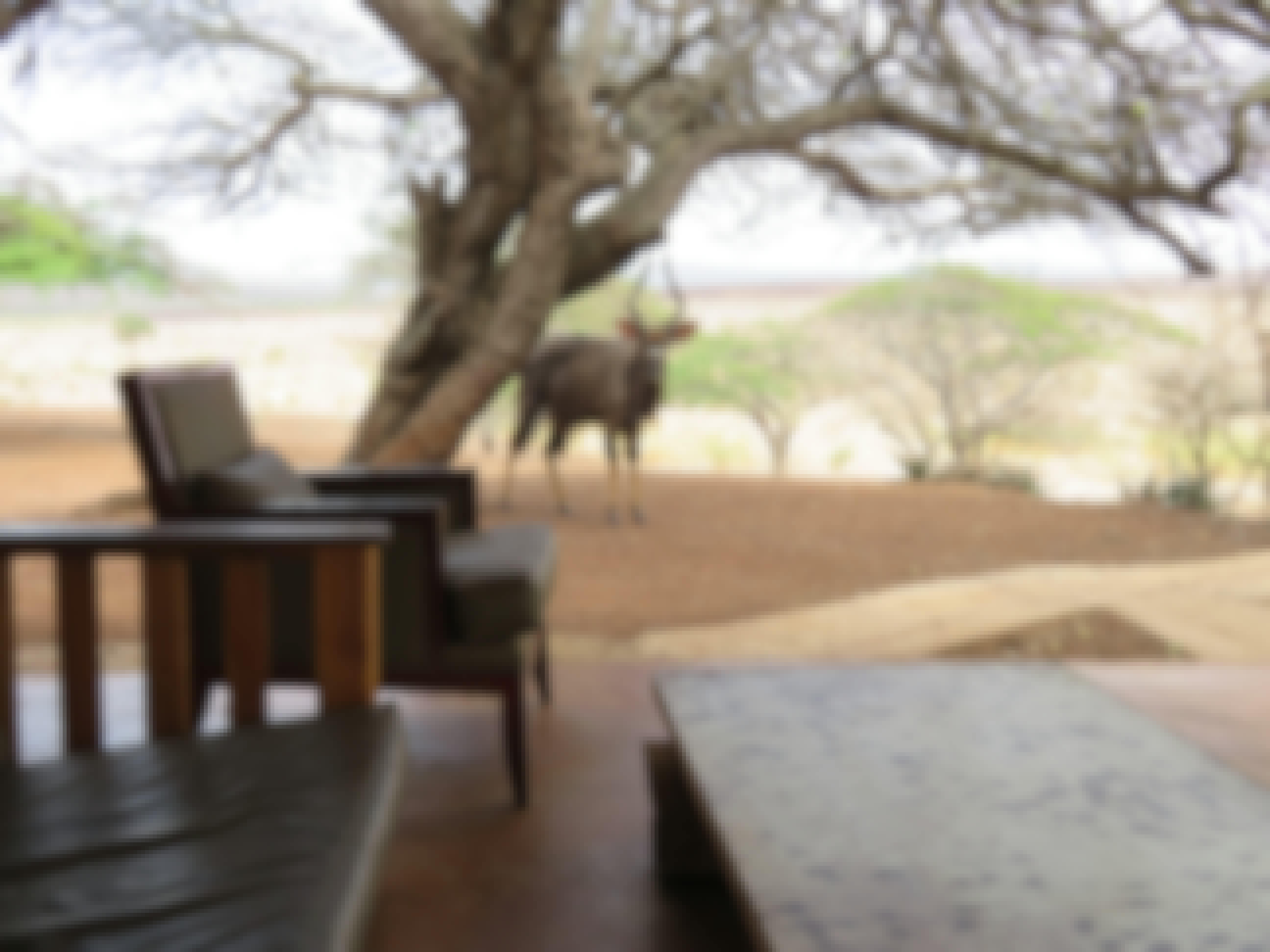 Rebecca Bower: antelope near the camp