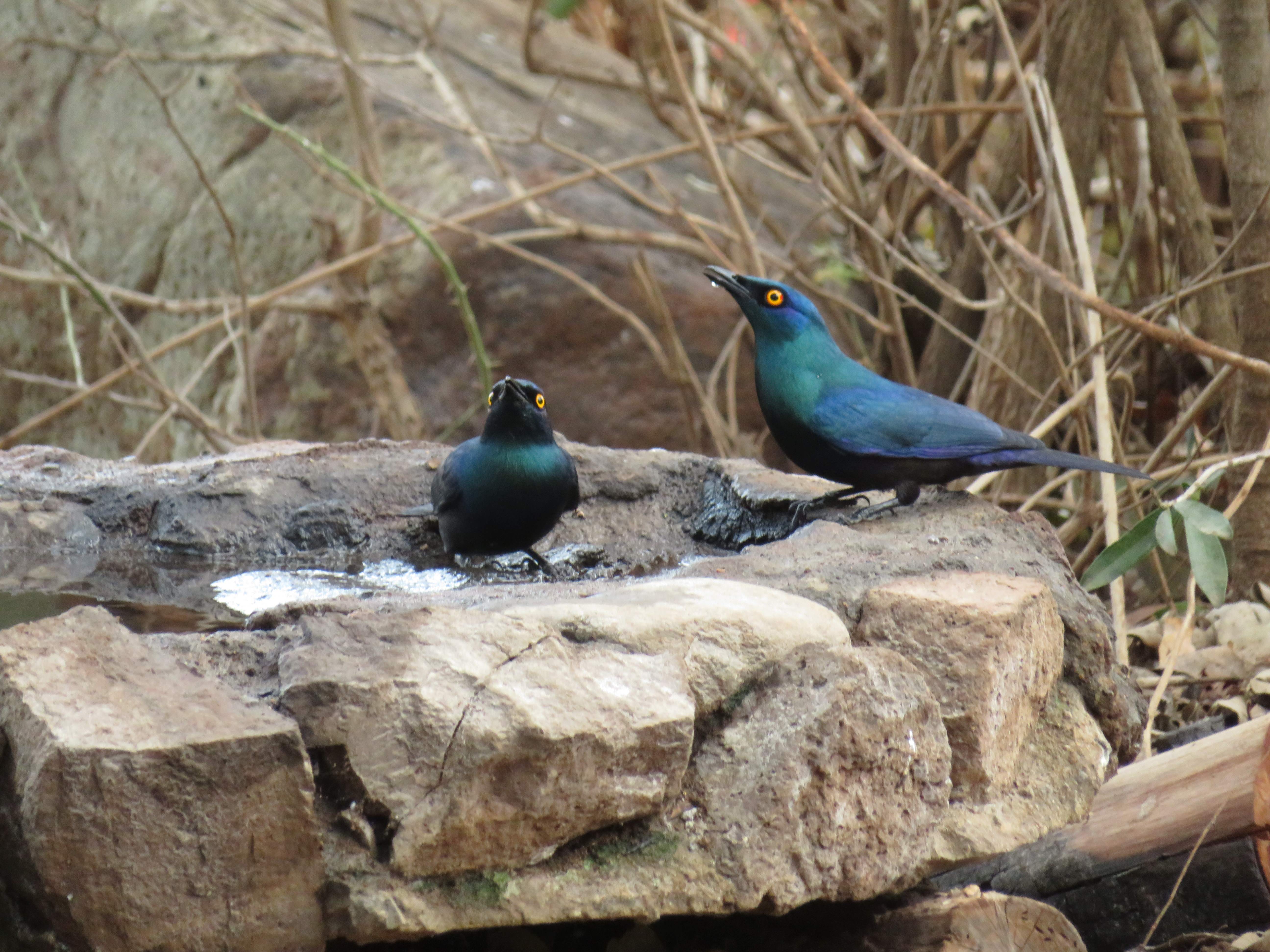 Rebecca Bower: birds