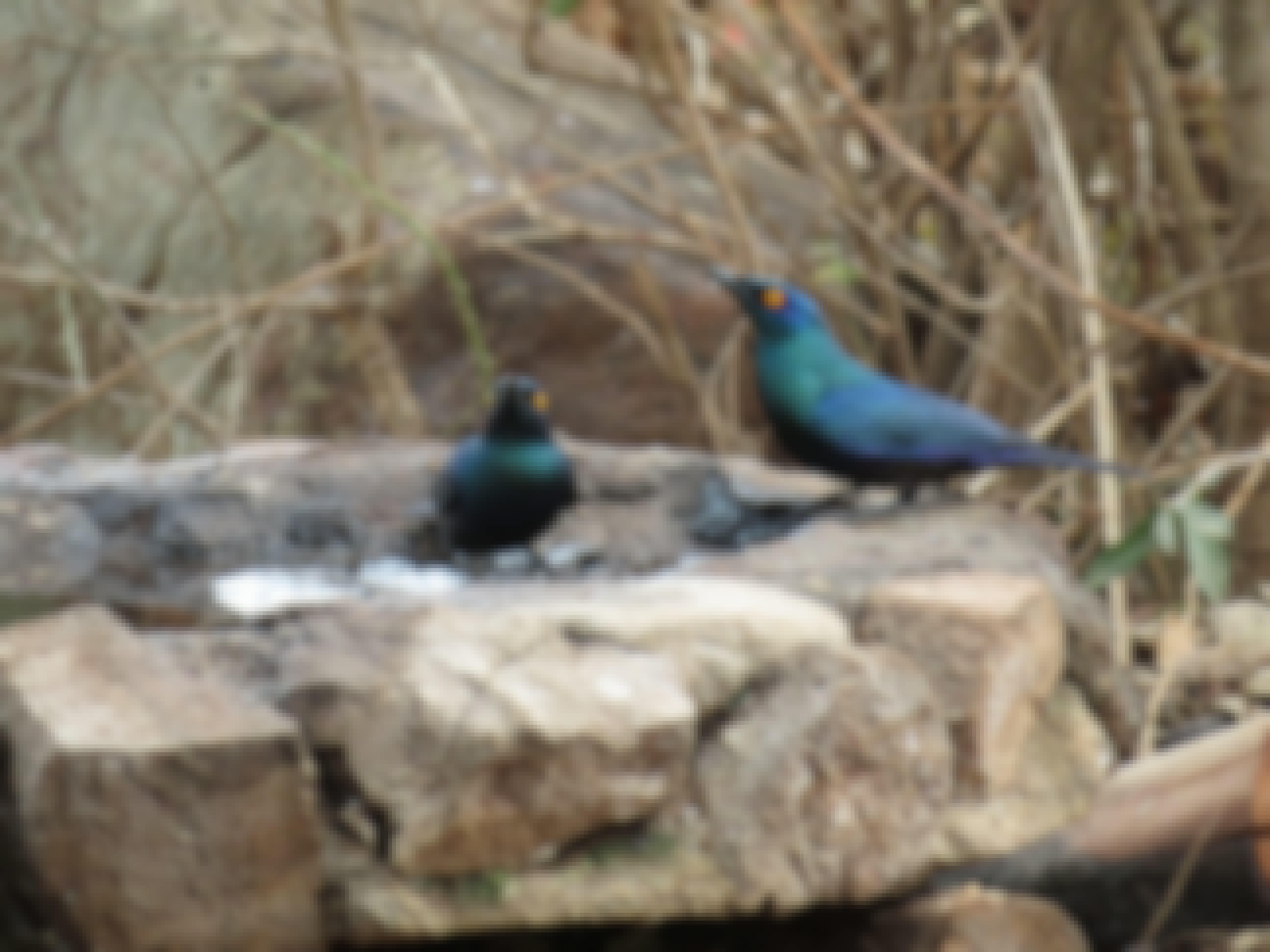 Rebecca Bower: birds