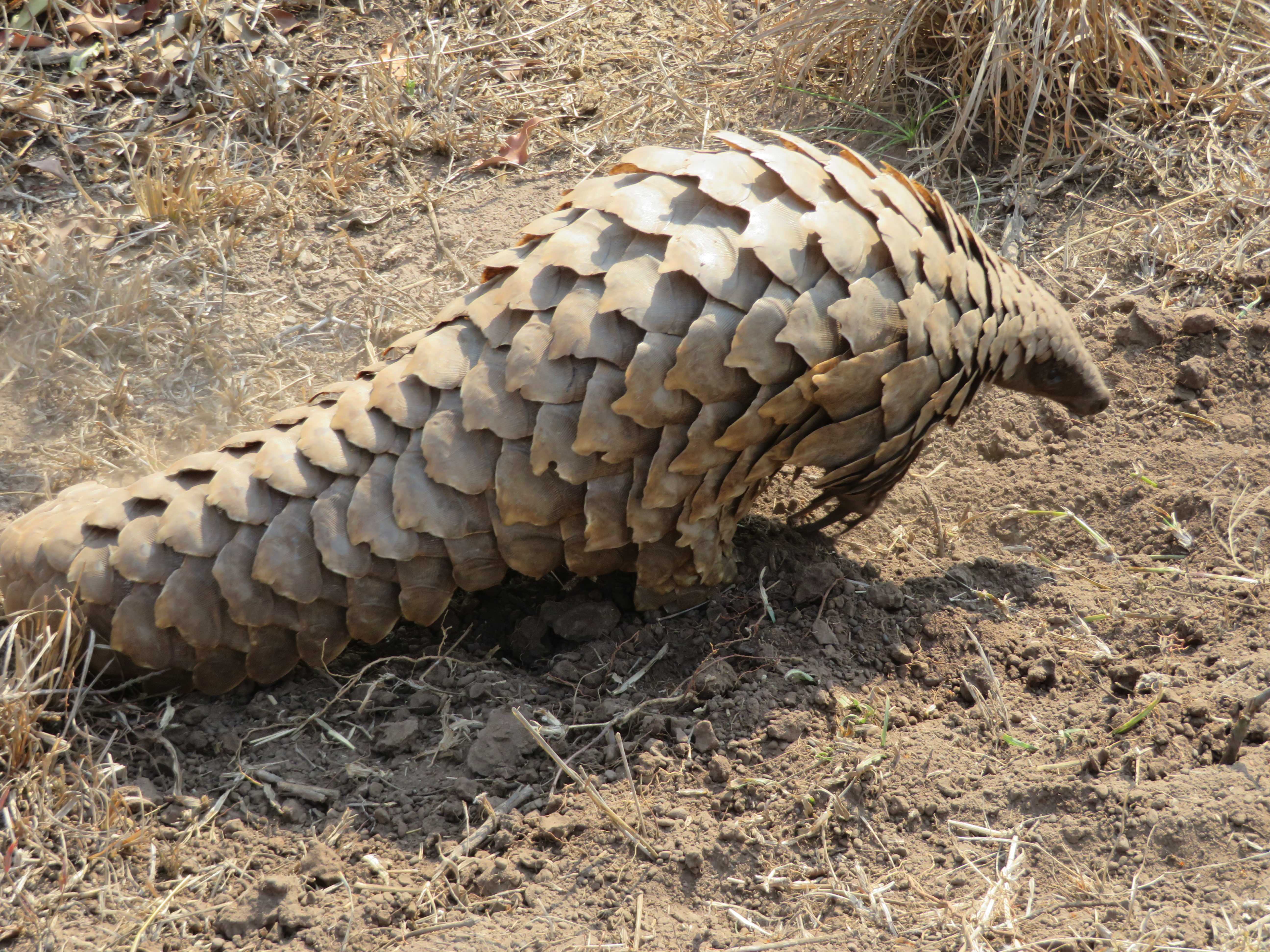 Rebecca Bower: close-up of a pangolin