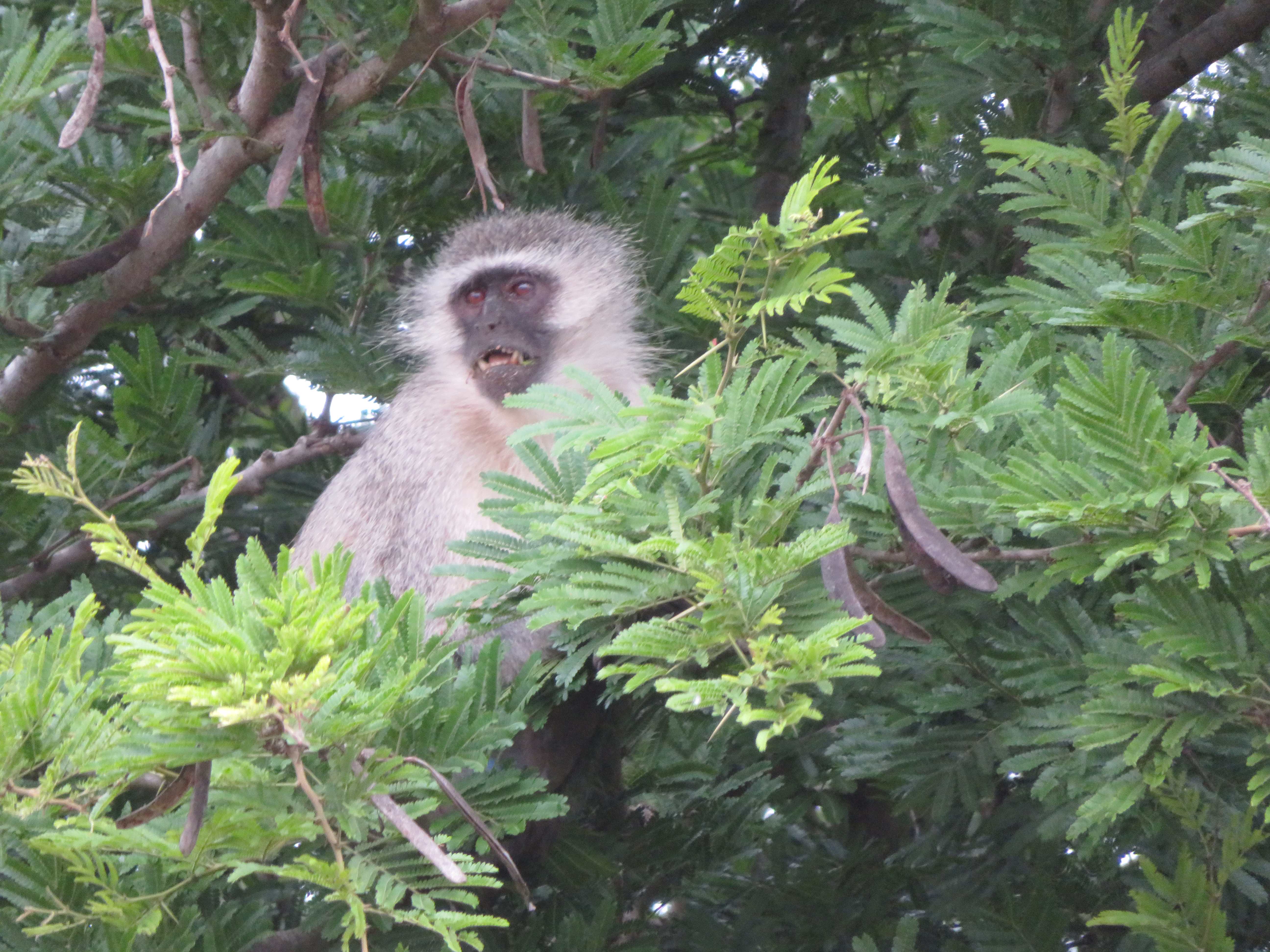 Rebecca Bower: monkey