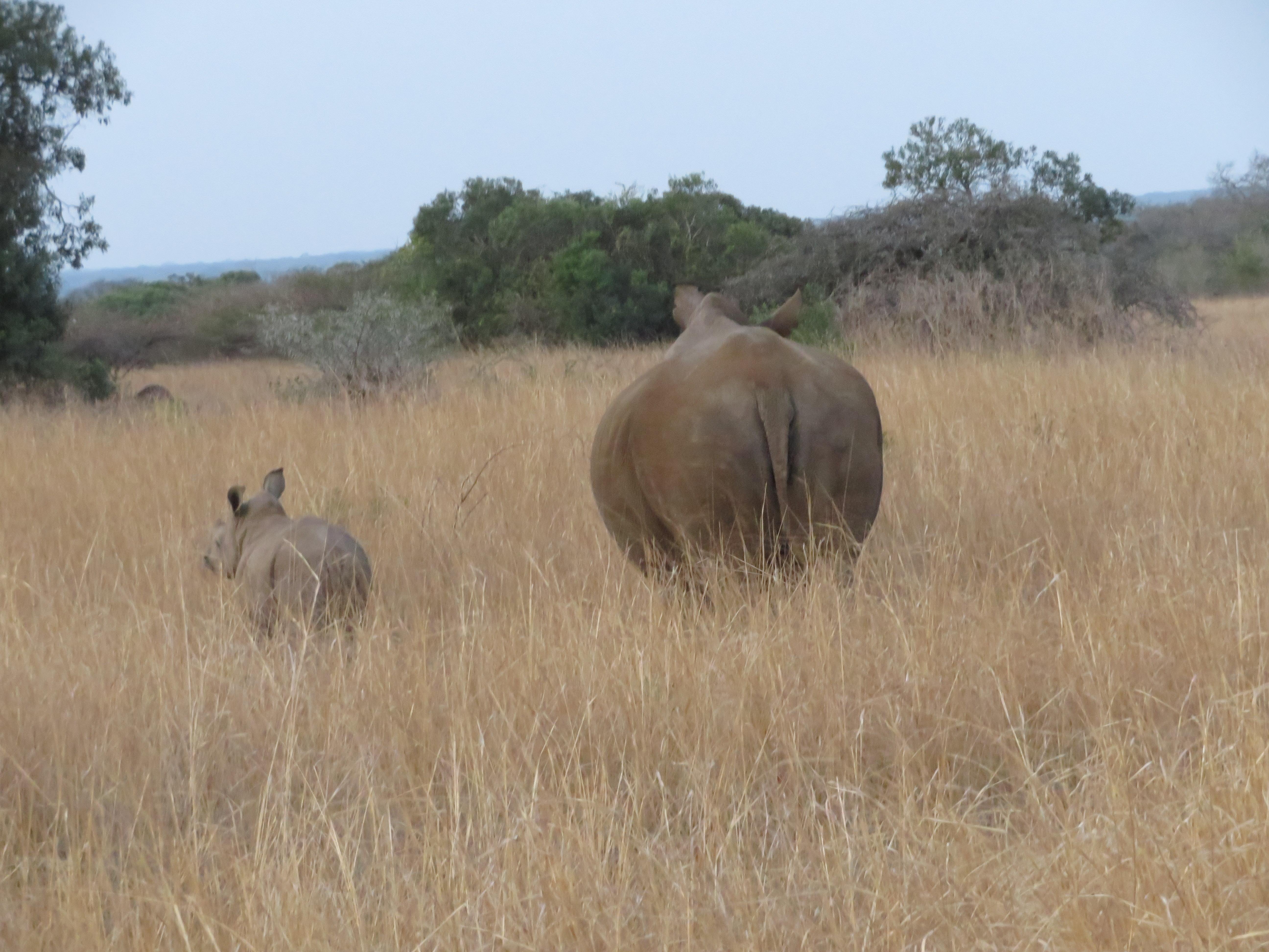 Rebecca Bower: rumps of rhinos