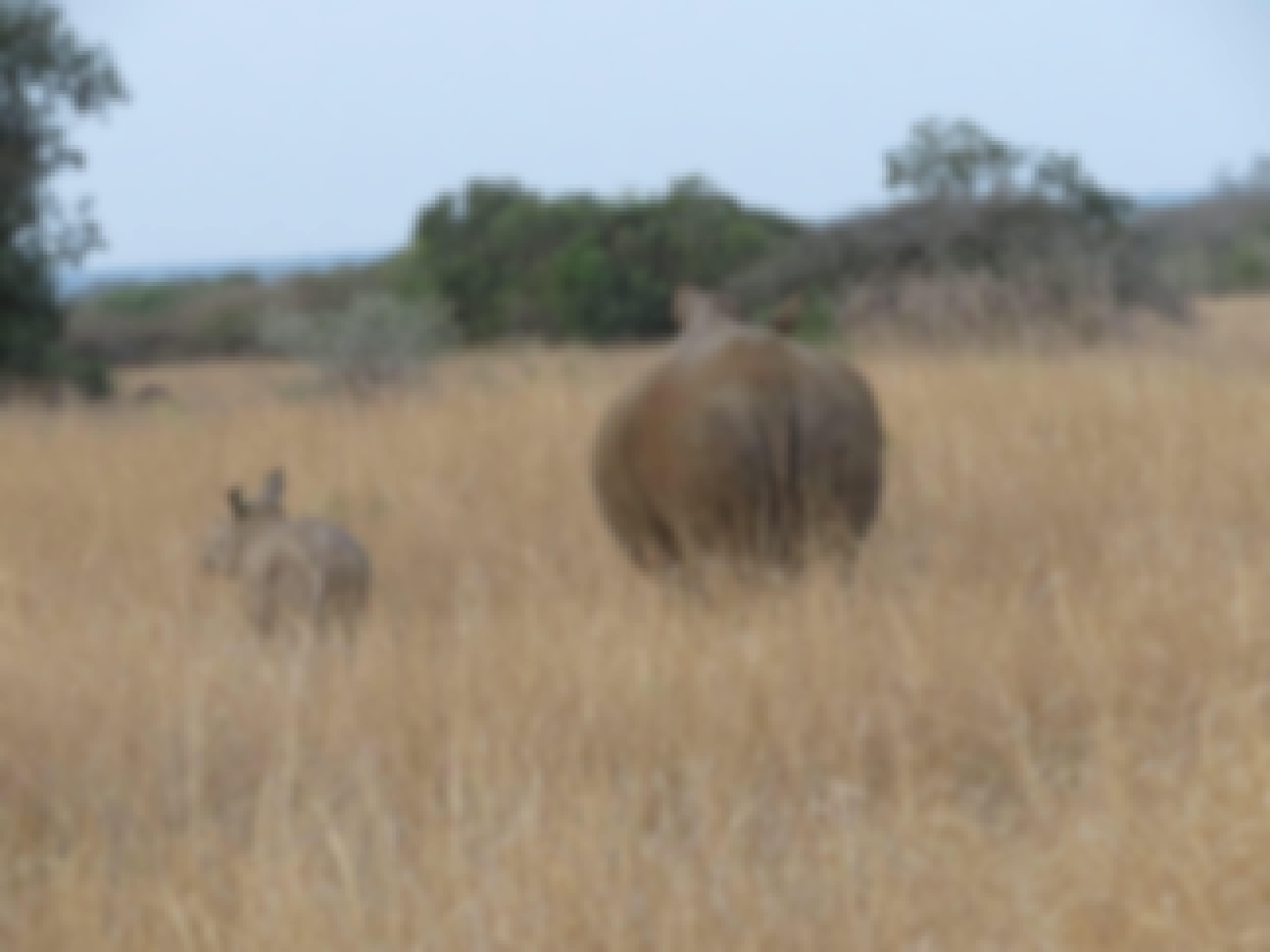 Rebecca Bower: rumps of rhinos