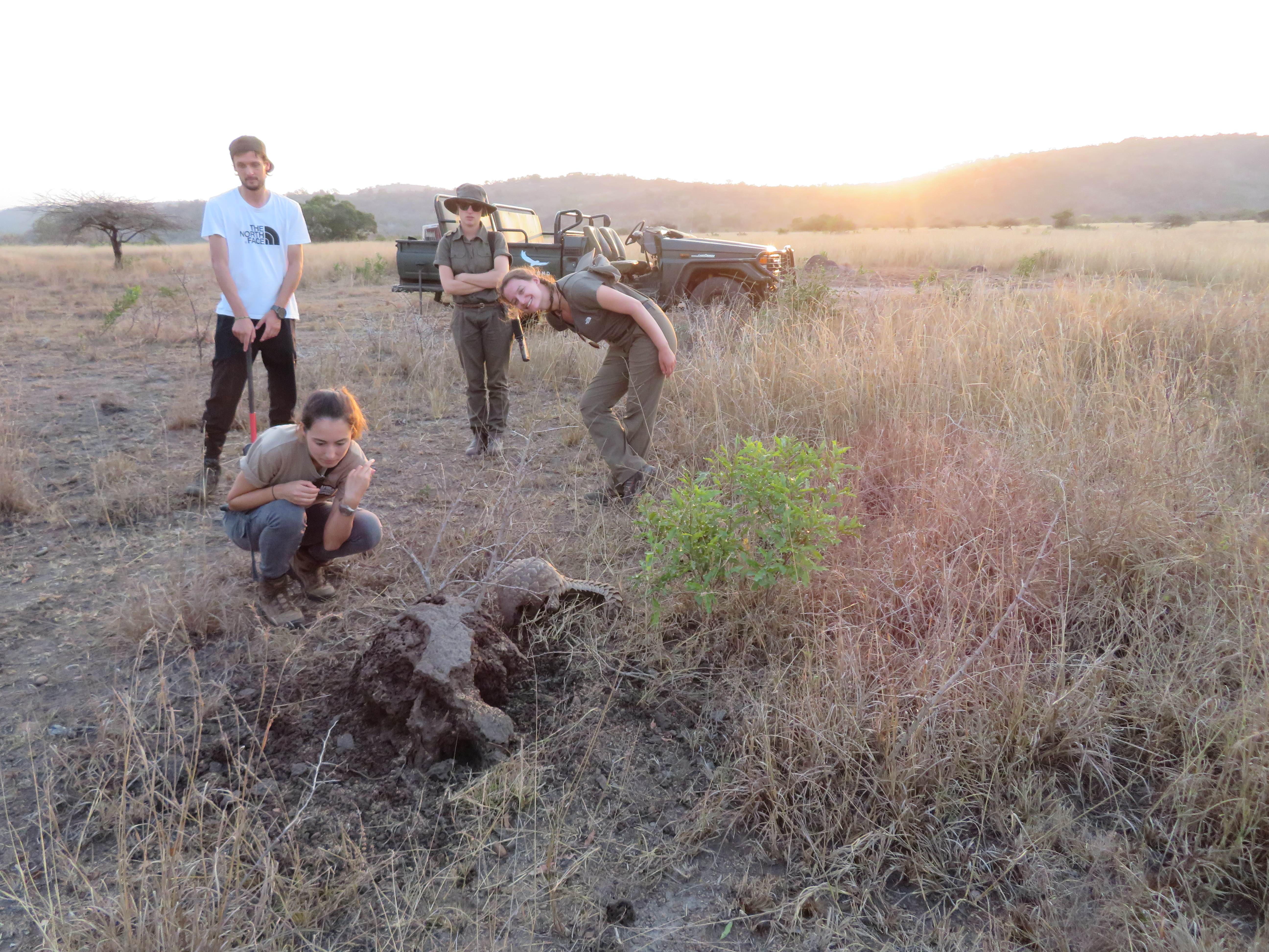 Rebecca Bower: monitoring a pangolin in the field