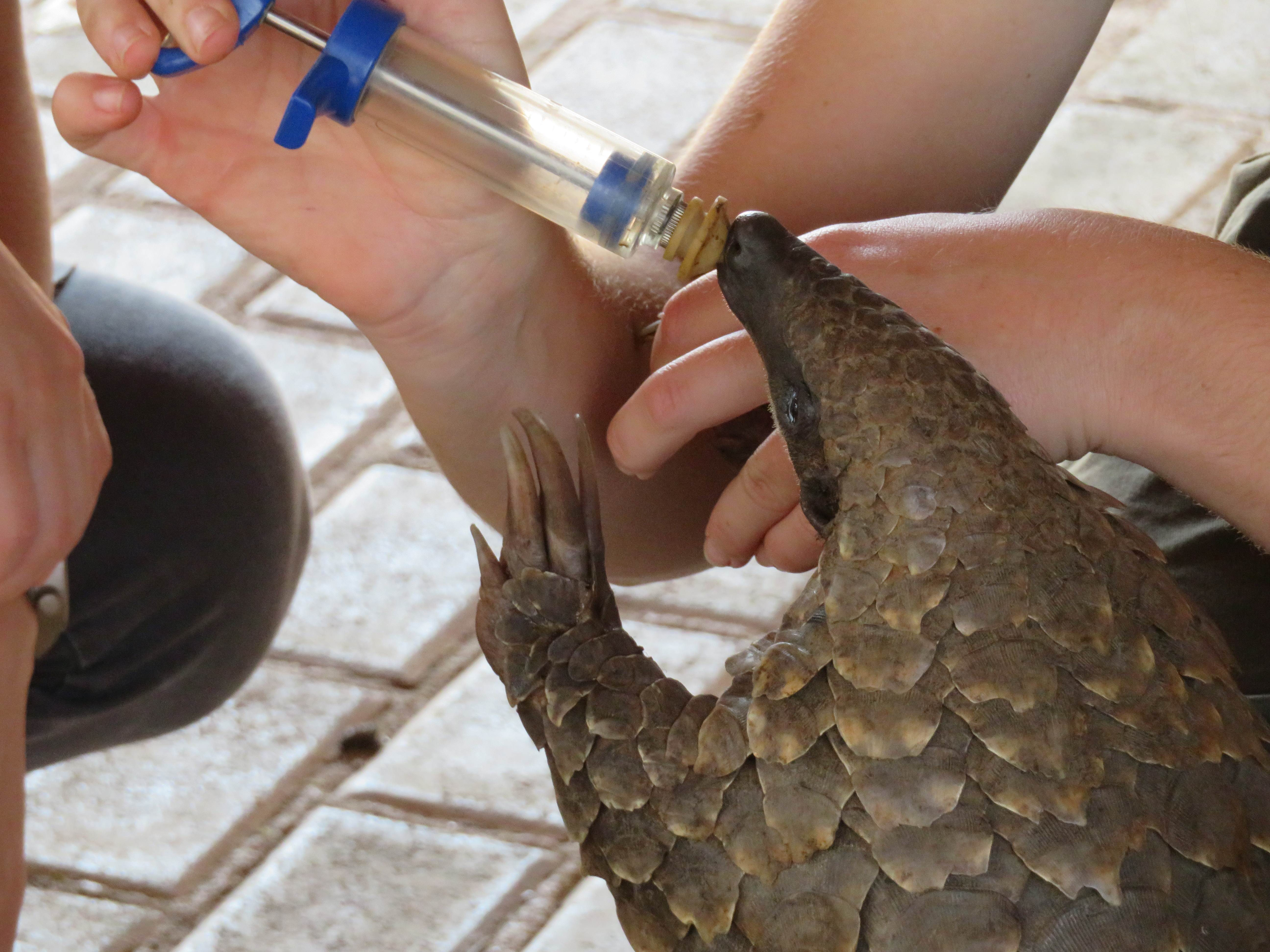 Rebecca Bower: feeding a pangolin