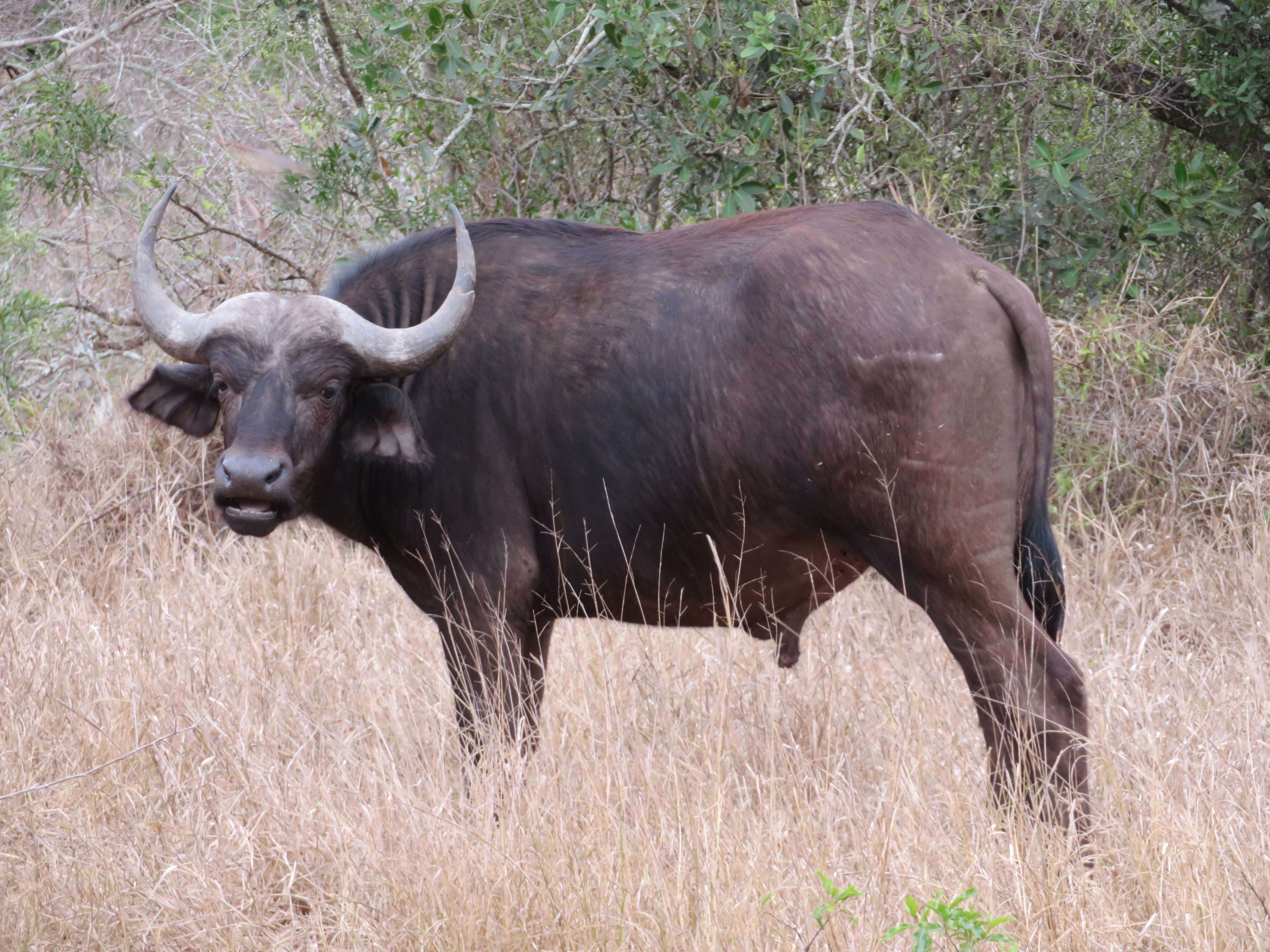 Rebecca Bower: buffalo