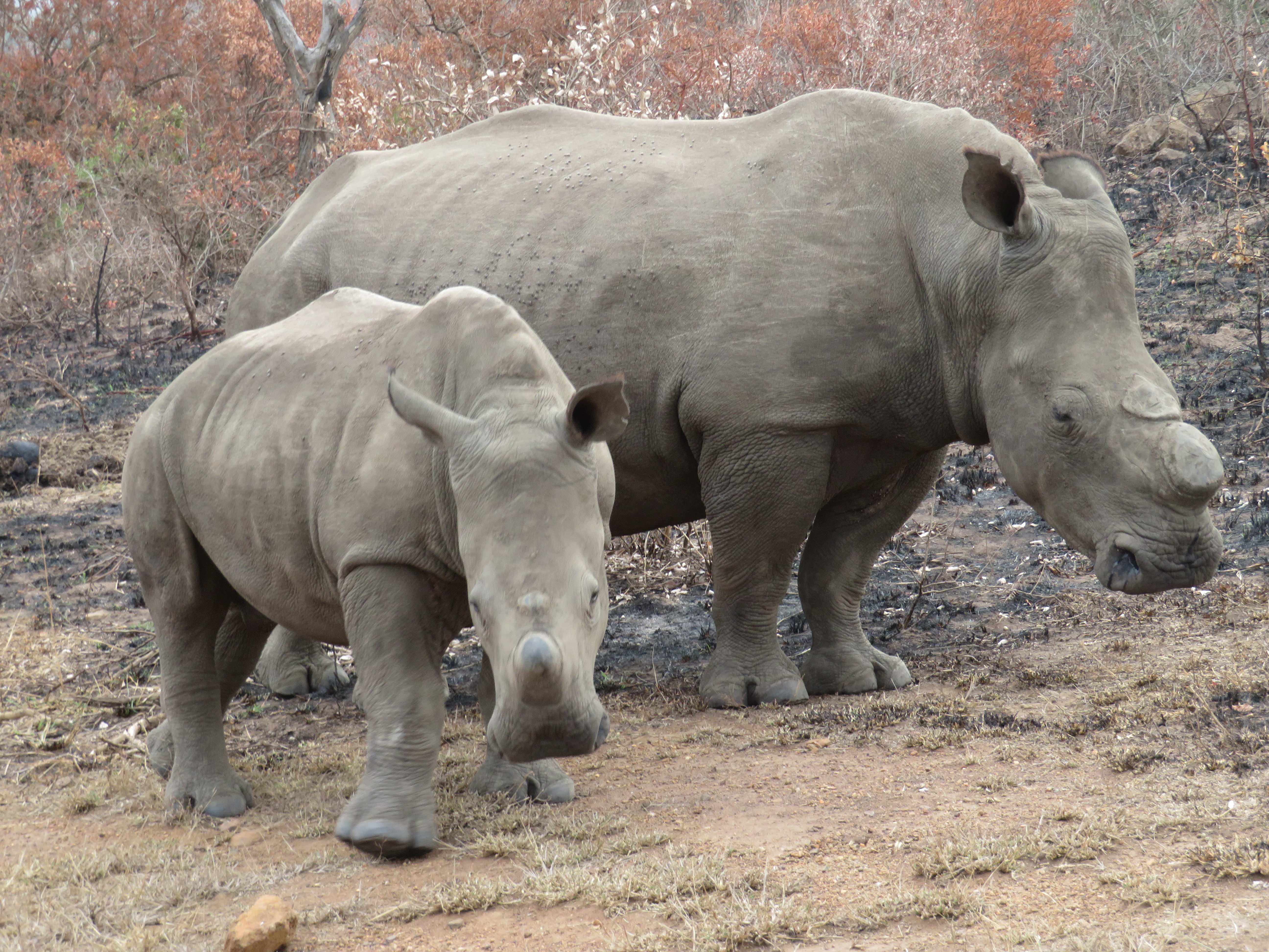 Rebecca Bower: two rhinos