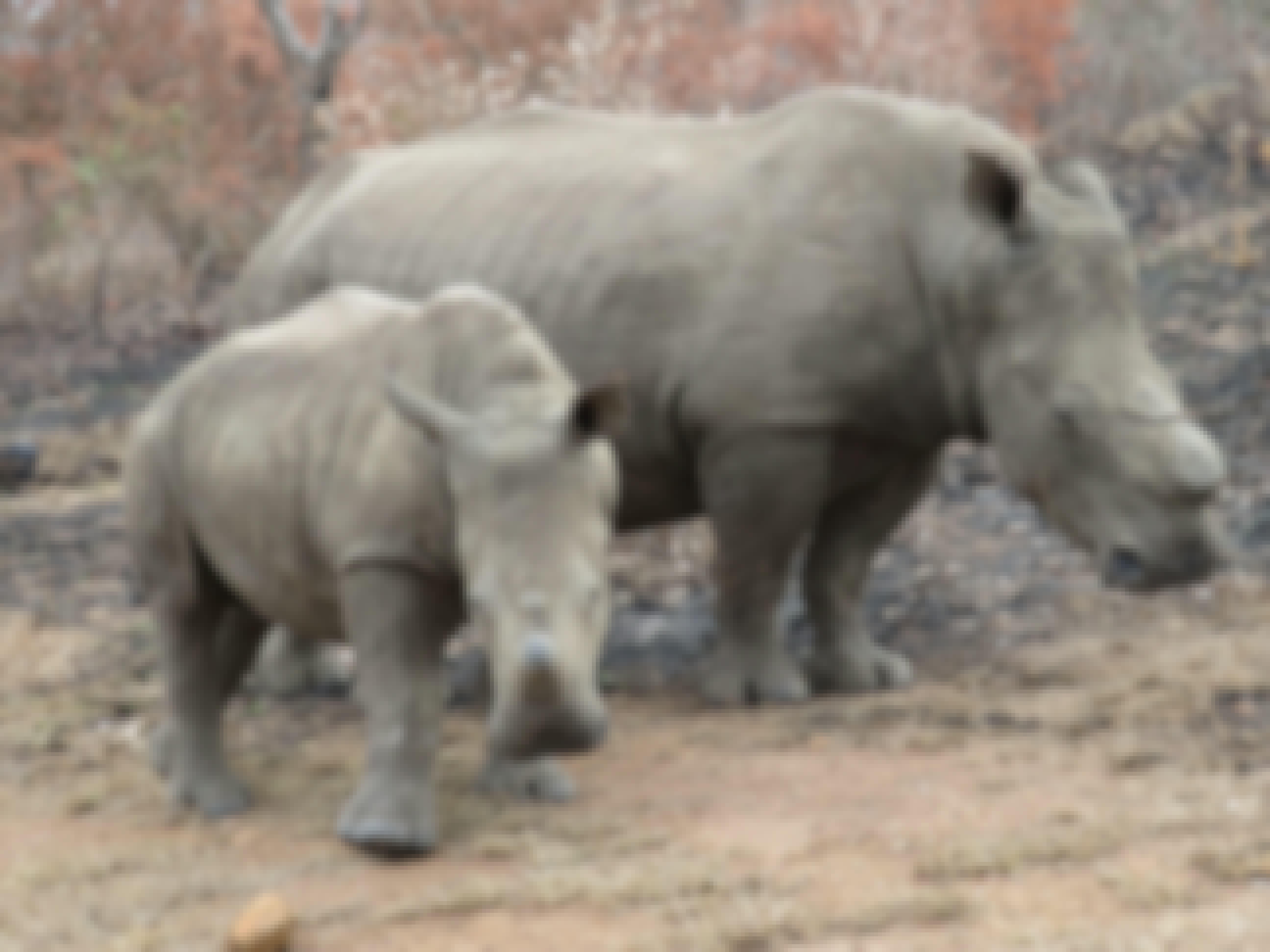 Rebecca Bower: two rhinos