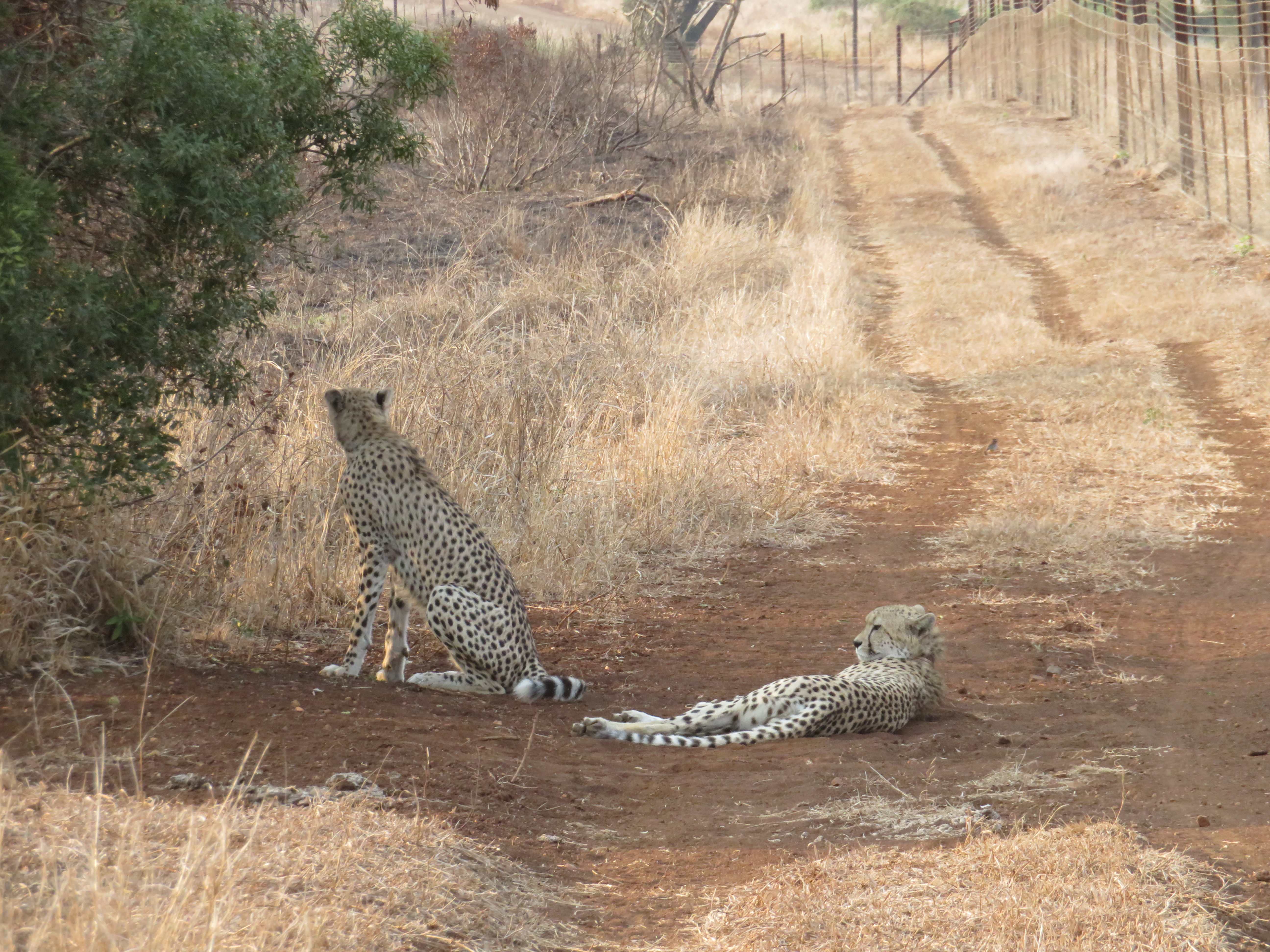 Rebecca Bower: cheetahs