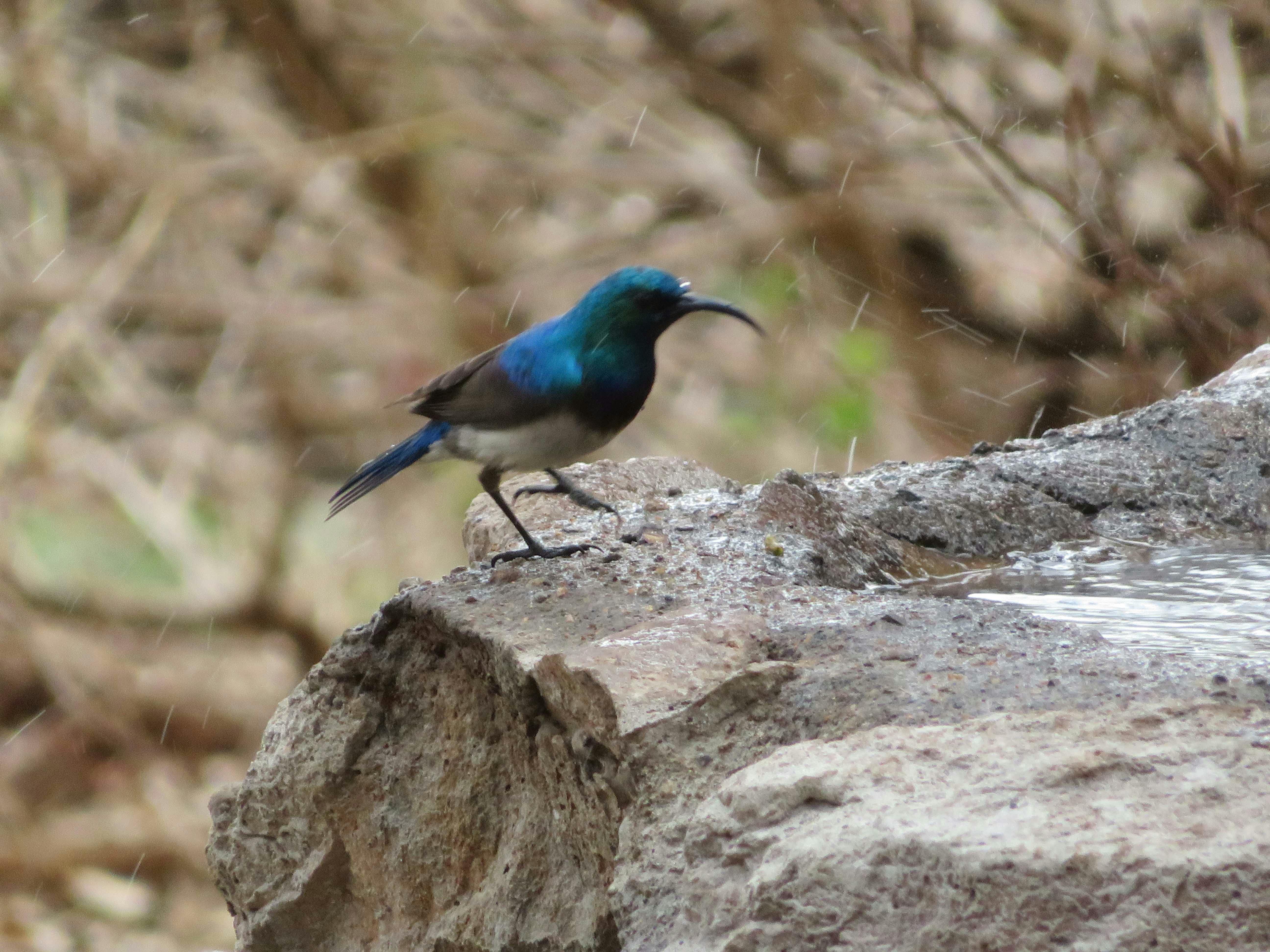 Rebecca Bower: bird