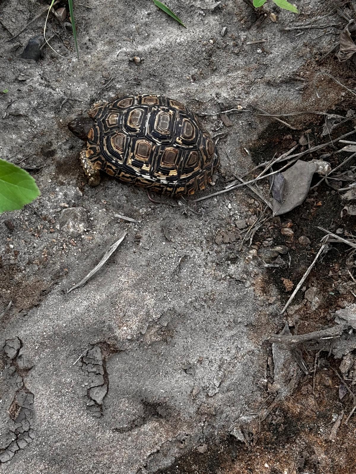 Carrie Roussin: leopard tortoise in the Kruger National Park
