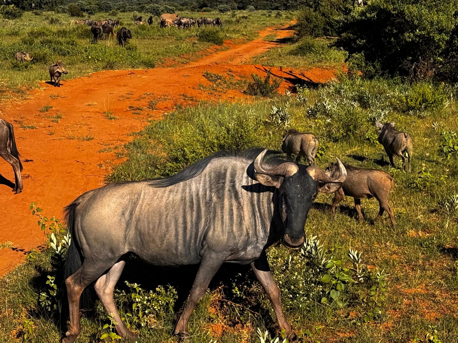 Carrie Roussin: wildebeest and warthogs in the bush