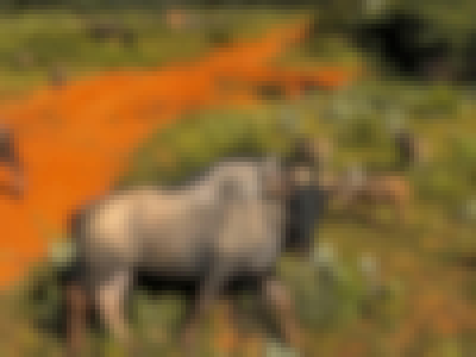 Carrie Roussin: wildebeest and warthogs in the bush