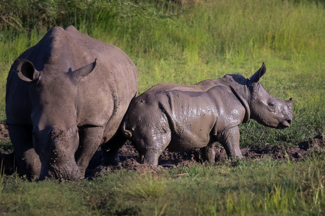 Iona Burton: a mother and baby rhino in a mud wallow 