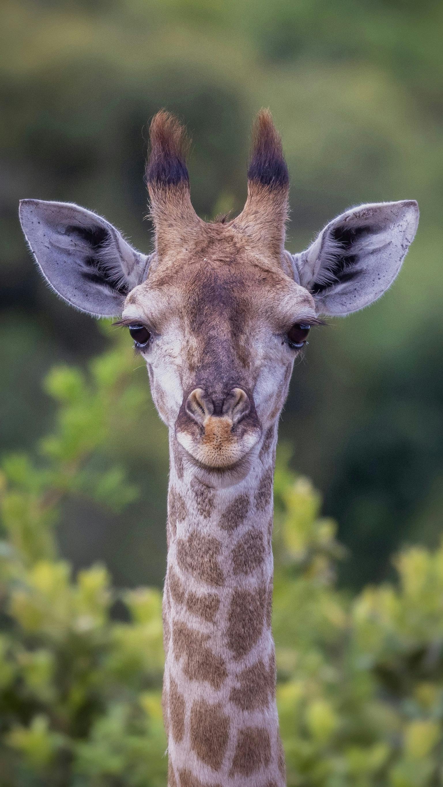 James Argyle: close up of a young giraffe