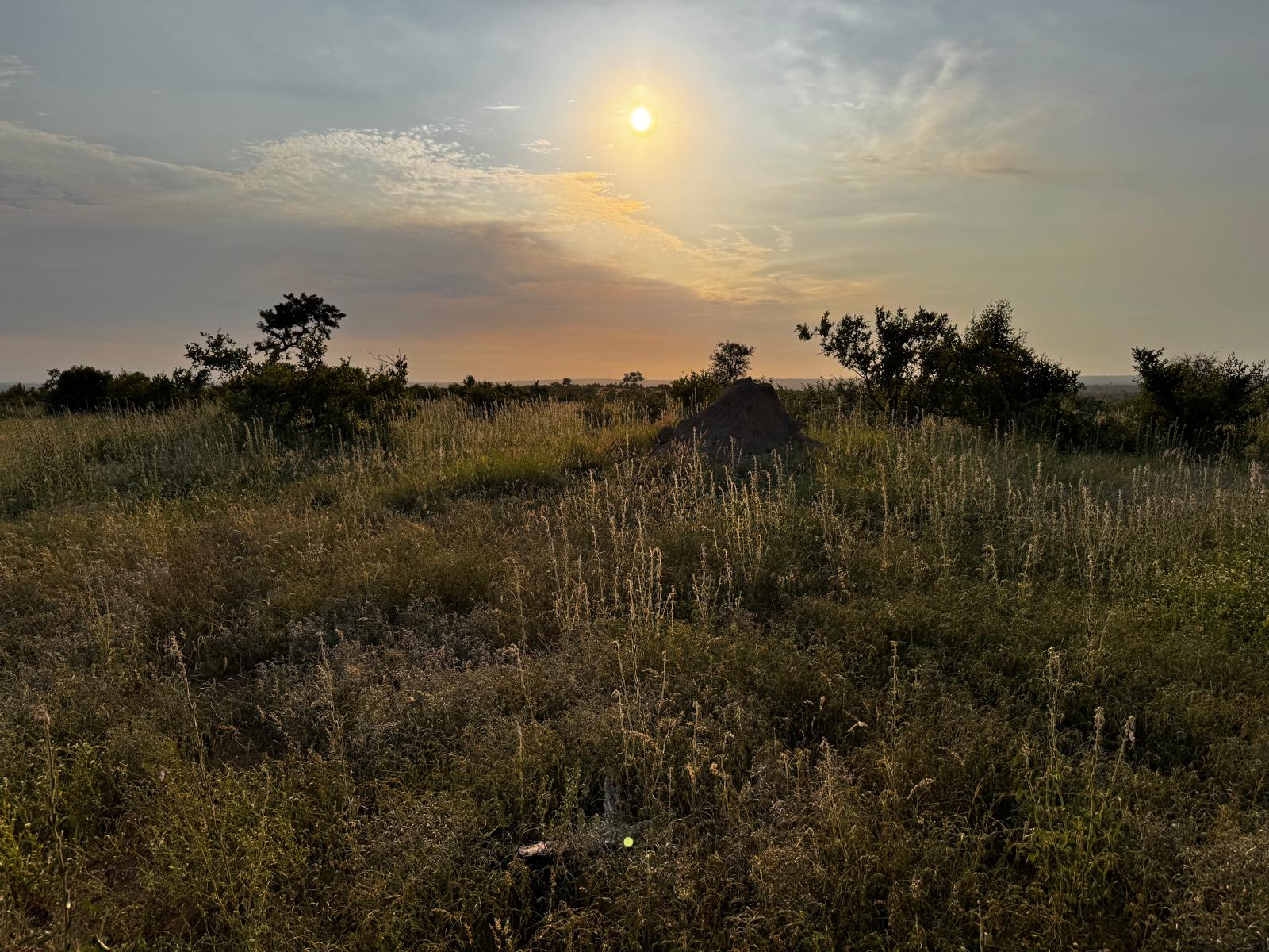Carrie Roussin: sun setting over the Kruger National Park