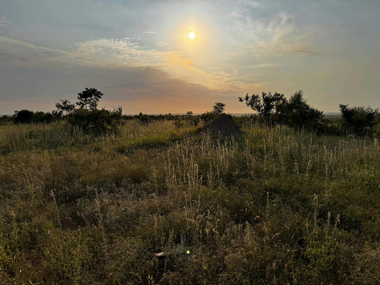 Carrie Roussin: sun setting over the Kruger National Park