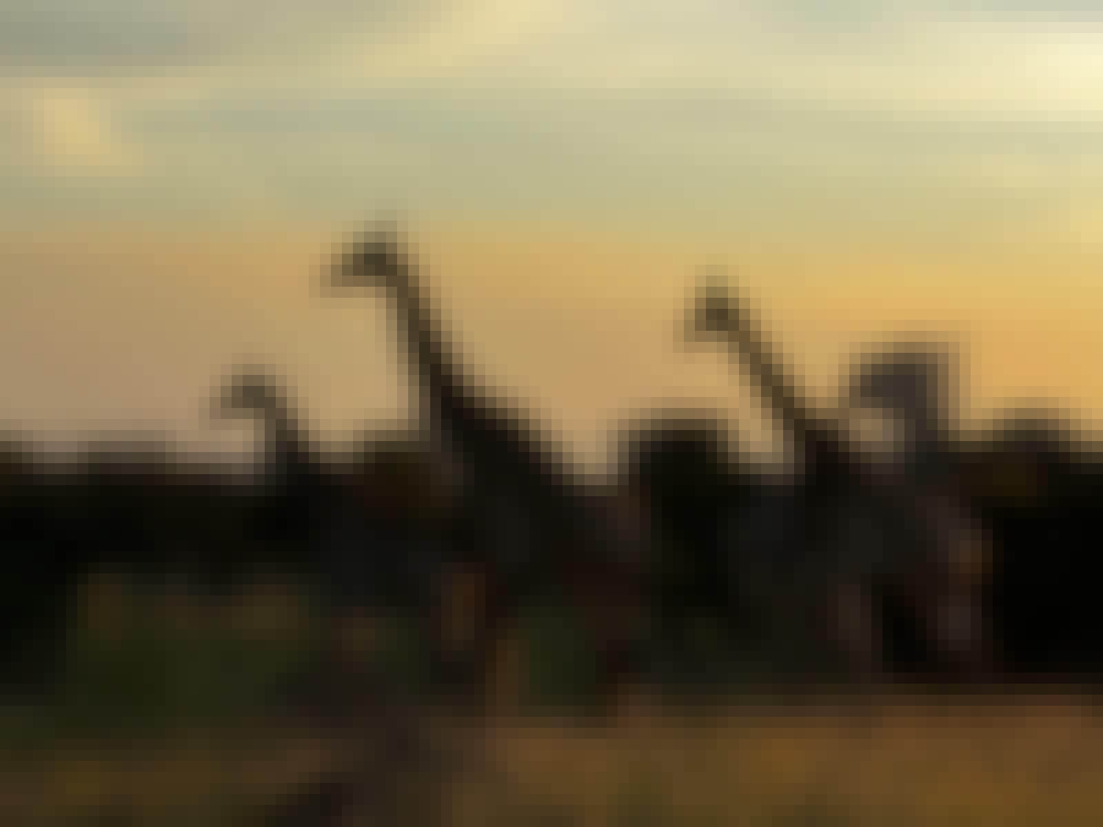 Carrie Roussin: a herd of giraffe walking in the Kruger National Park at sunset
