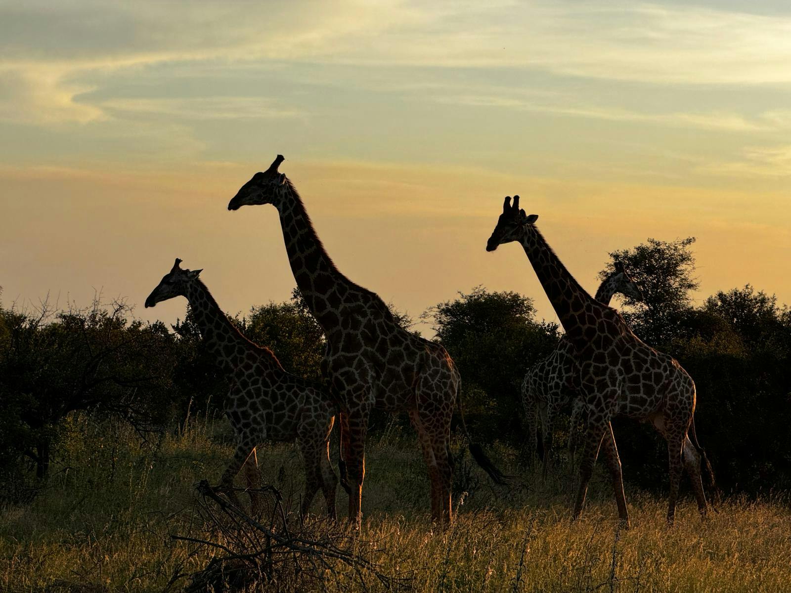 Carrie Roussin: a herd of giraffe walking in the Kruger National Park at sunset